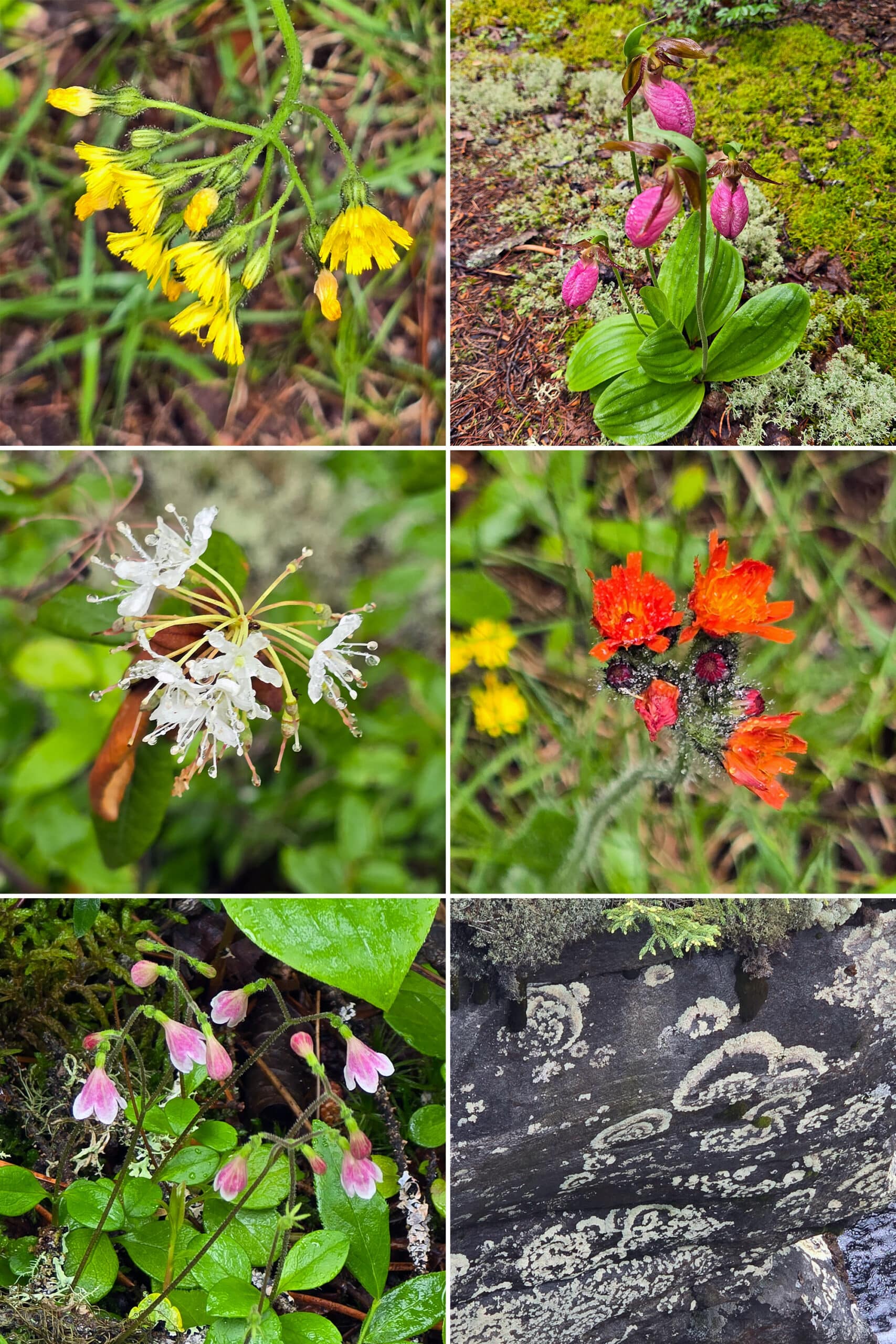 6 part image showing various wild flowers and lichen at Potholes Provincial Park.