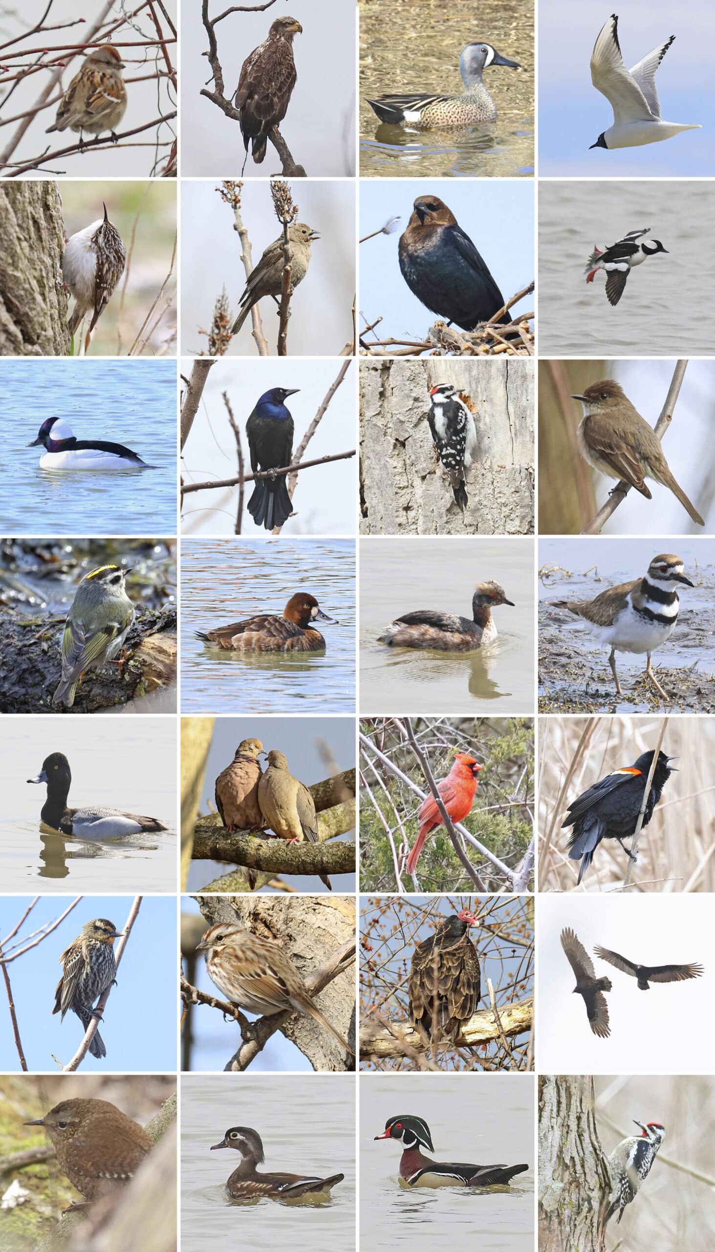 28 part image showing the various birds listed in the caption.