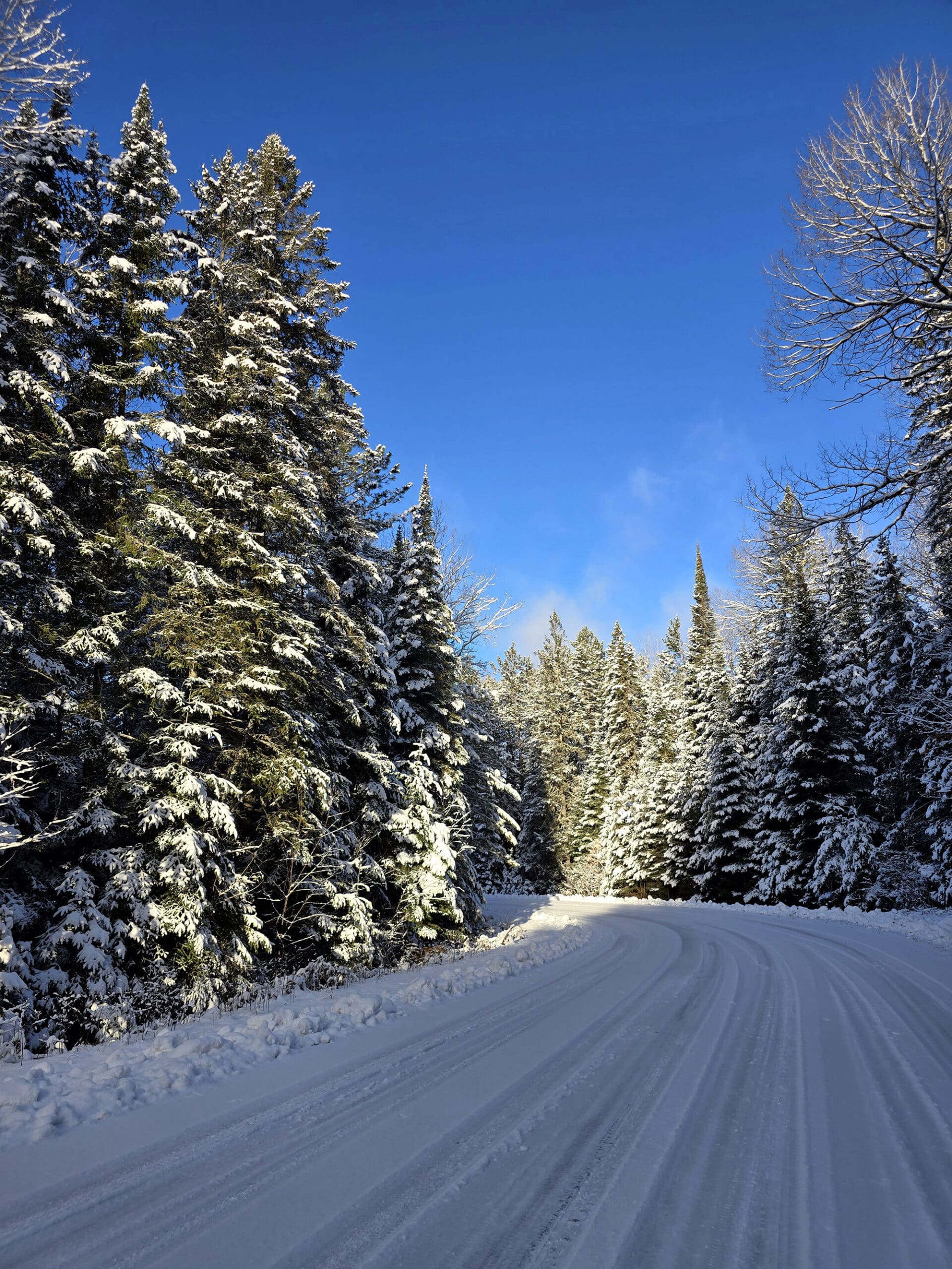 Snow covered trees along a road in Algonquin Park.