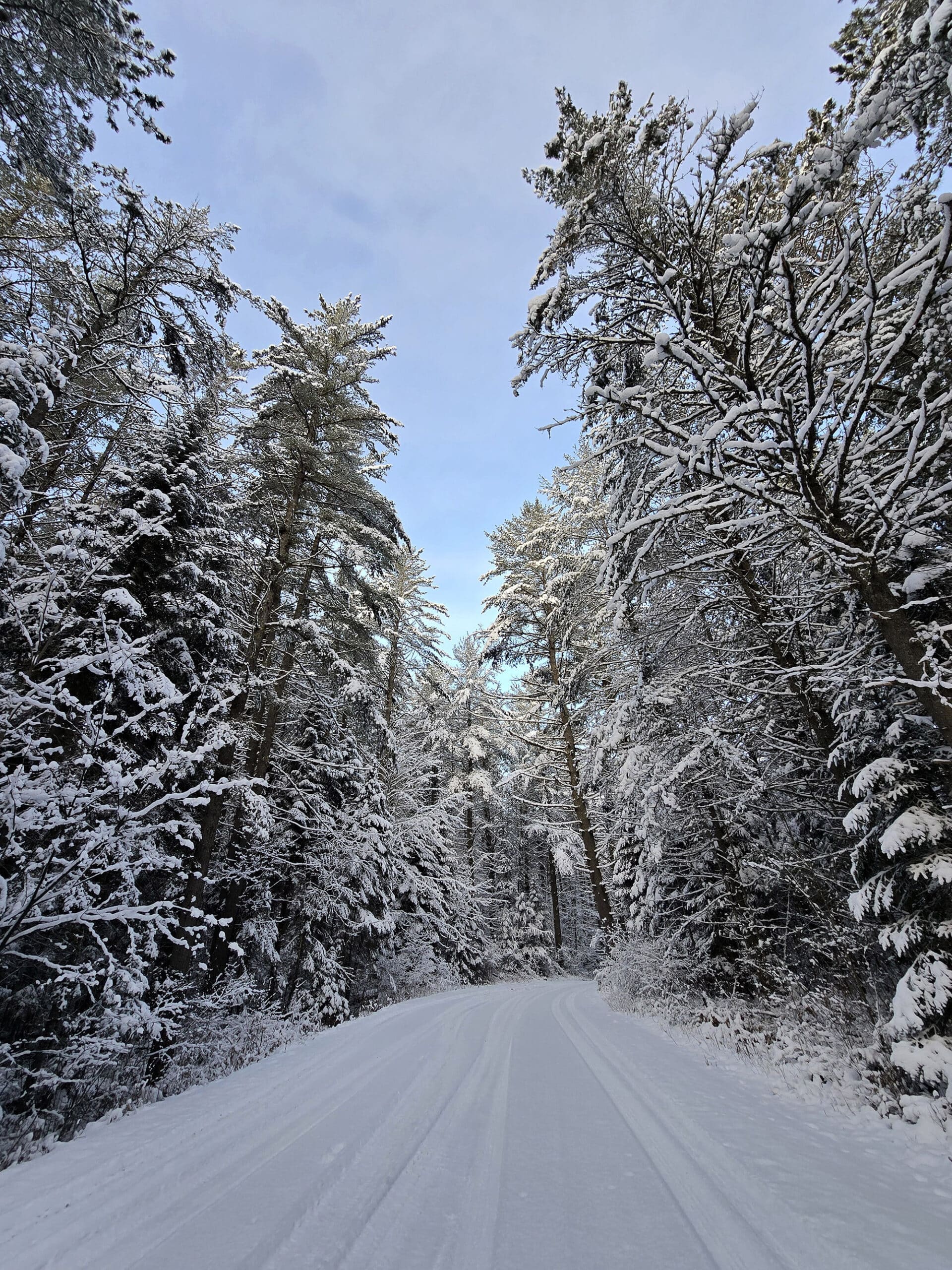 A winter road flanked by snow covered trees.