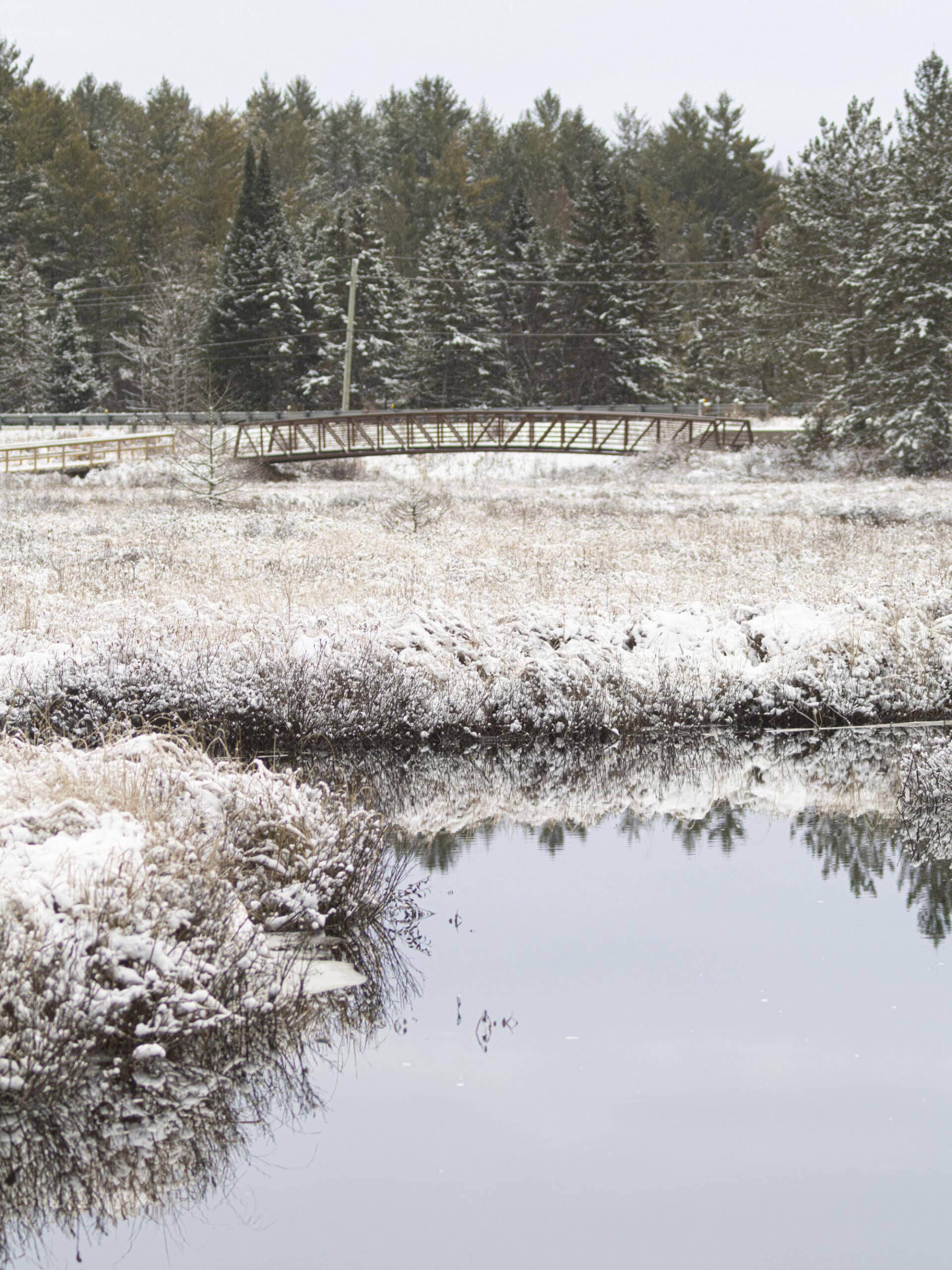 Spruce Bog under snow cover.