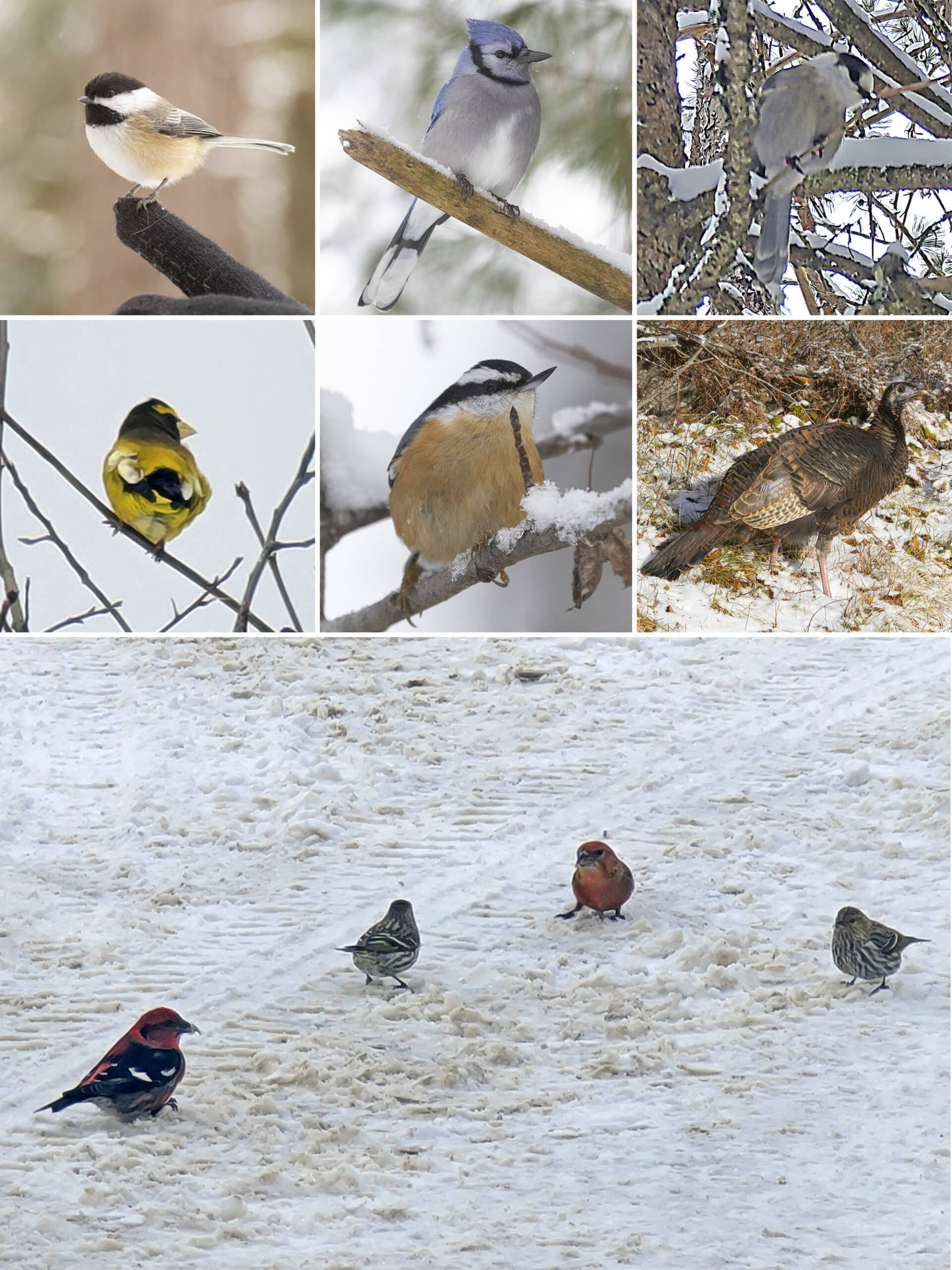 6 part image showing the various birds listed below.