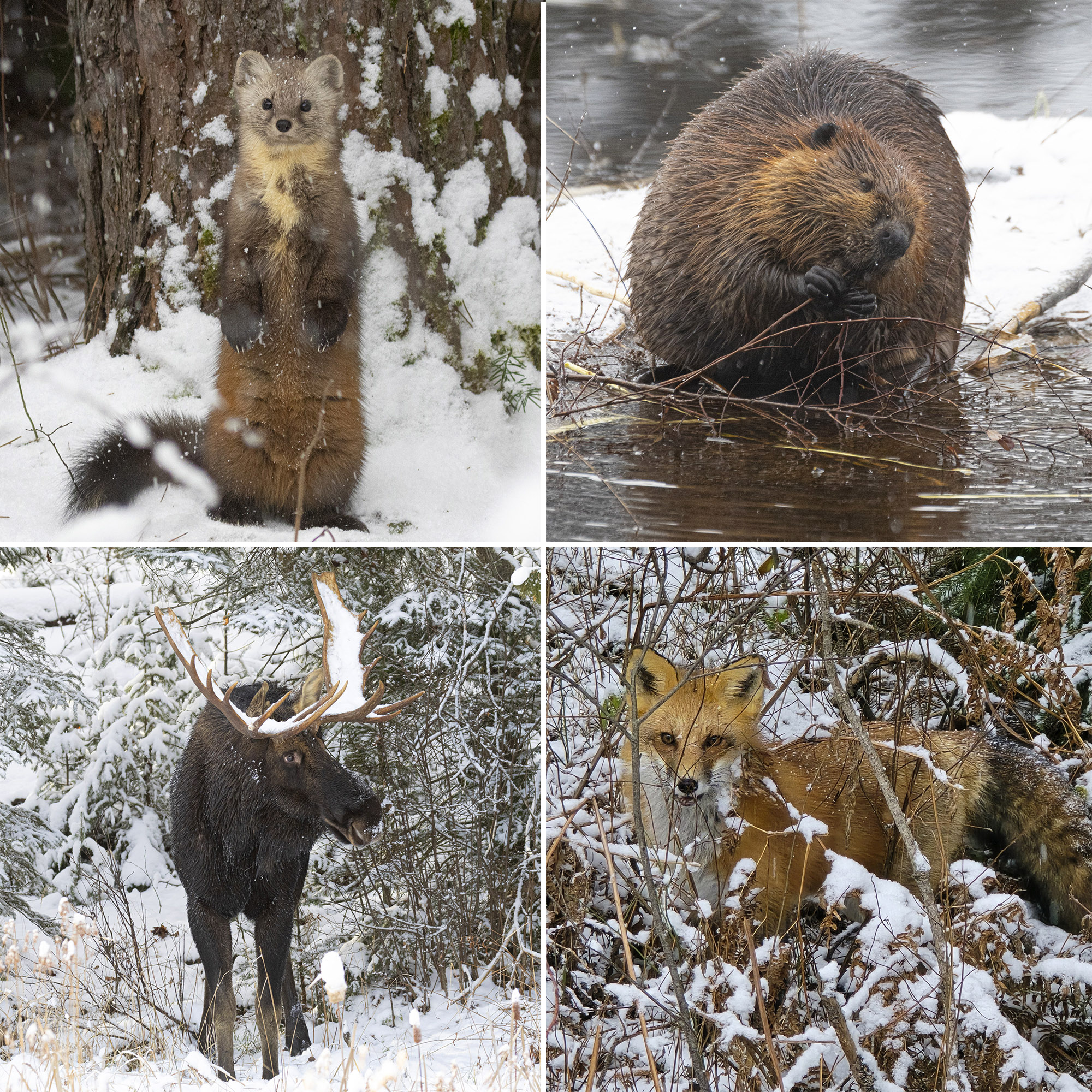 4 part image showing the animals listed below.