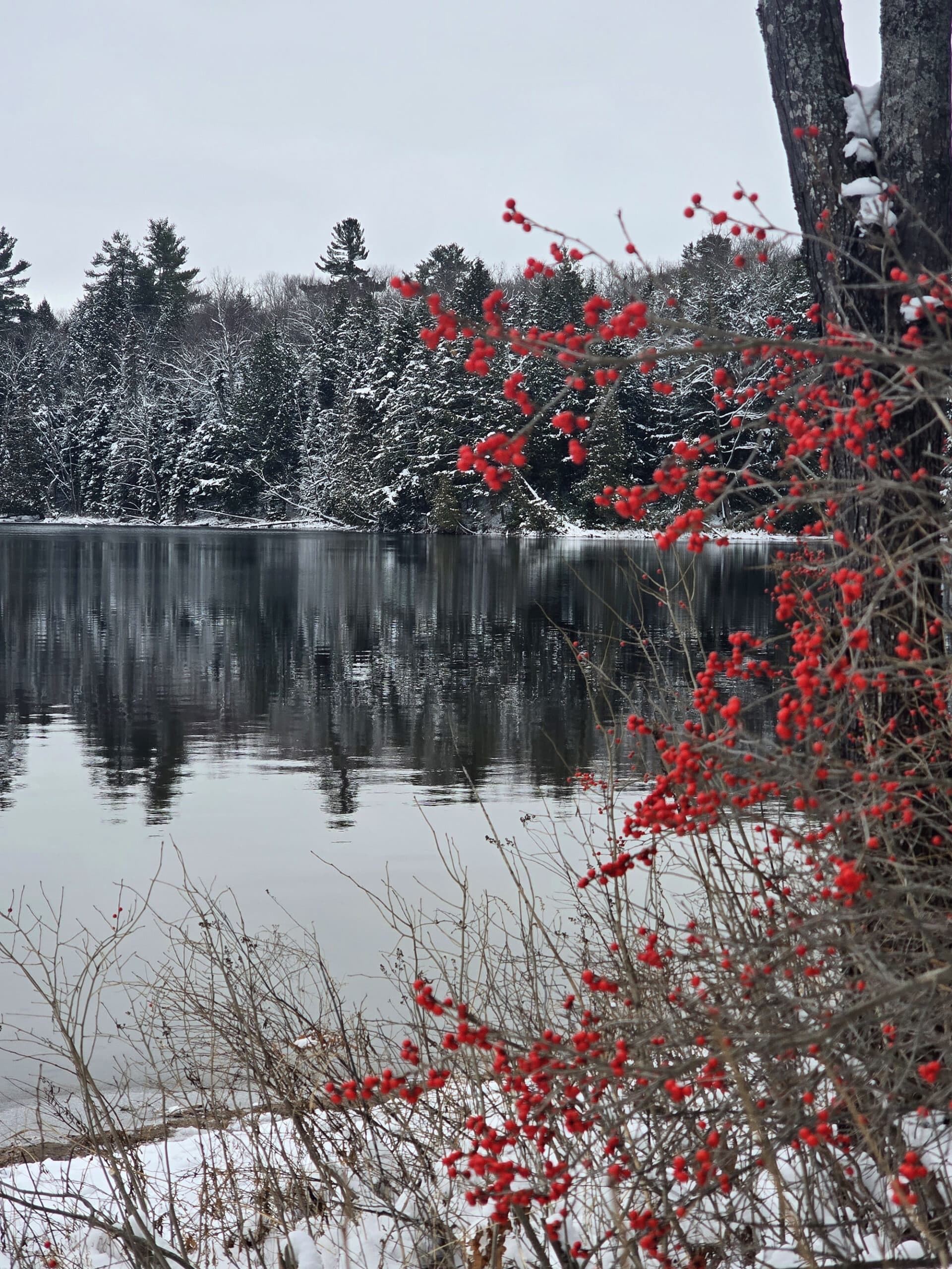 Red berries on a bush in front of Silent Lake in the winter.