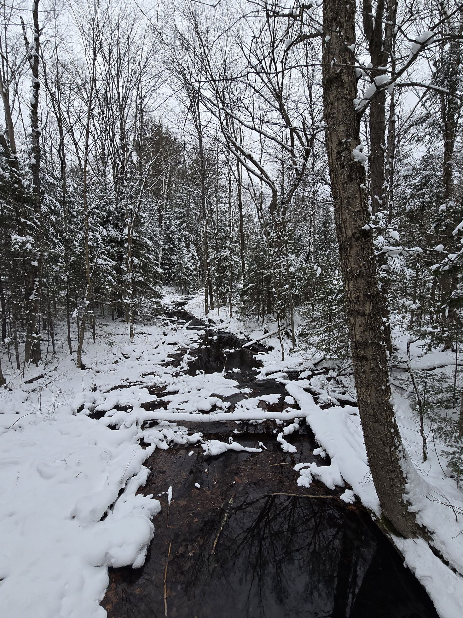 A stream running through silent lake provincial park in the winter.