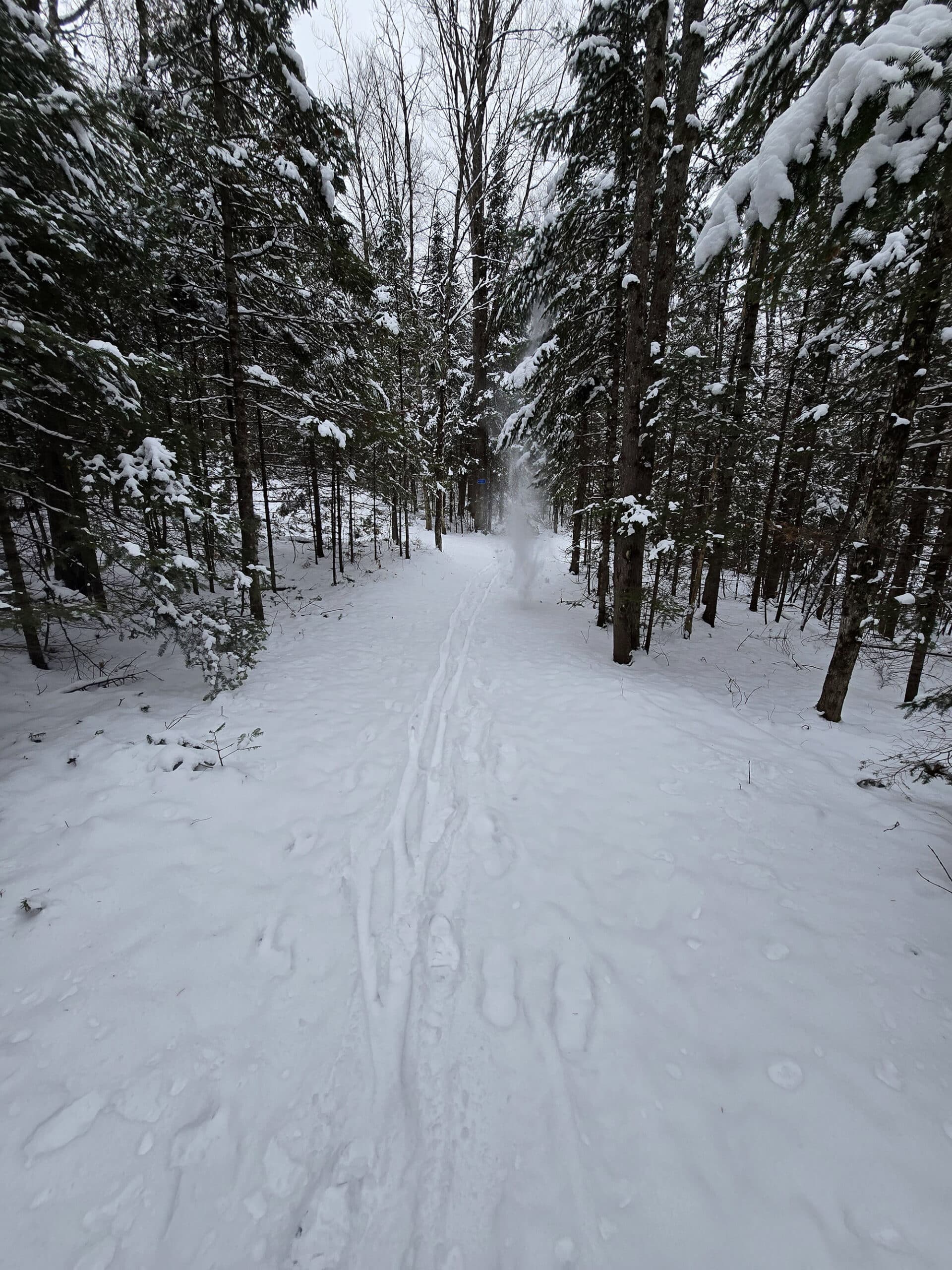 A cross country ski trail through the woods at silent lake provincial park.