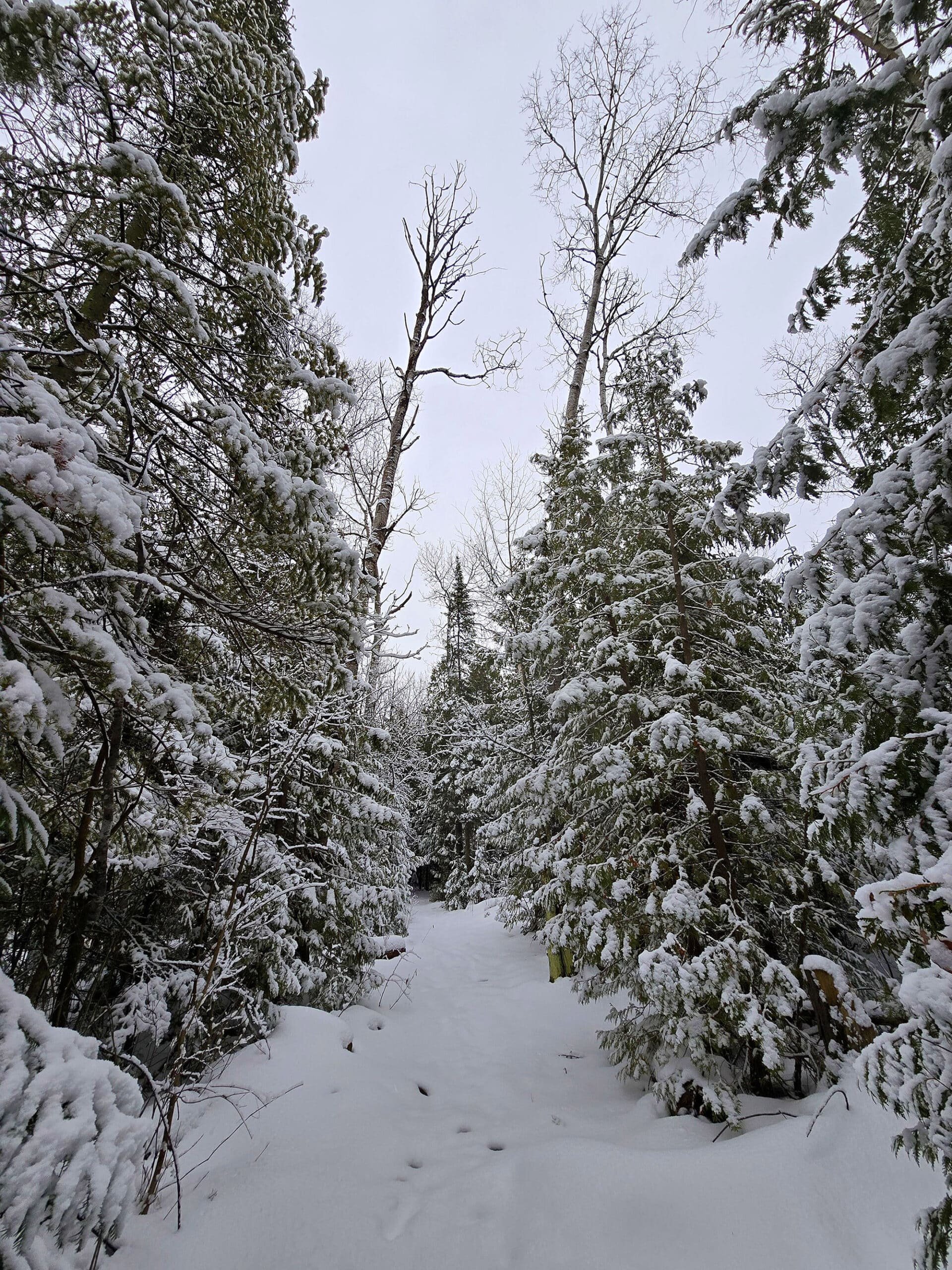 A snow covered hiking trail at MacGregor Point Provincial Park, flanked by snowy pine trees.