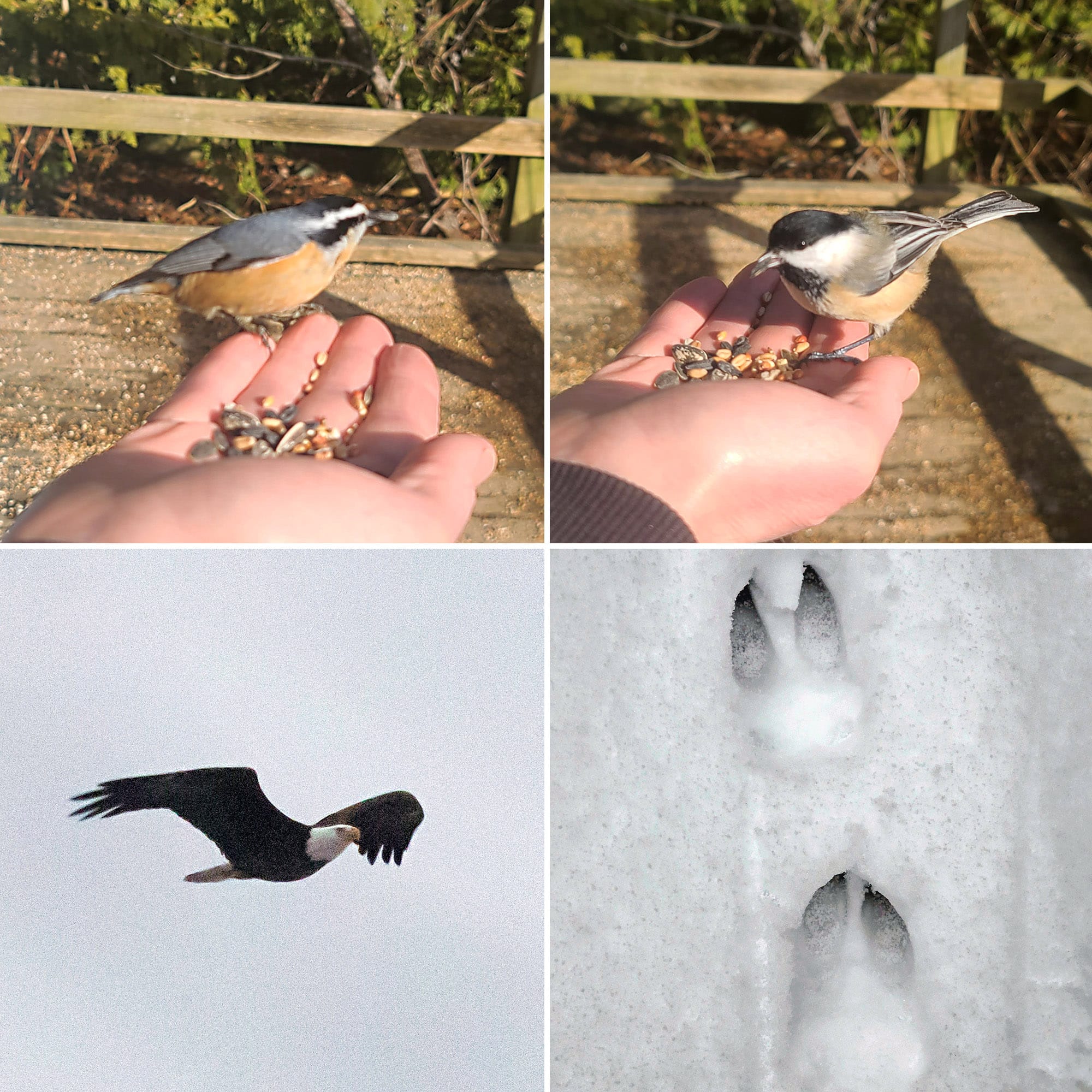 4 part image showing different birds and a set of deer tracks in the snow.