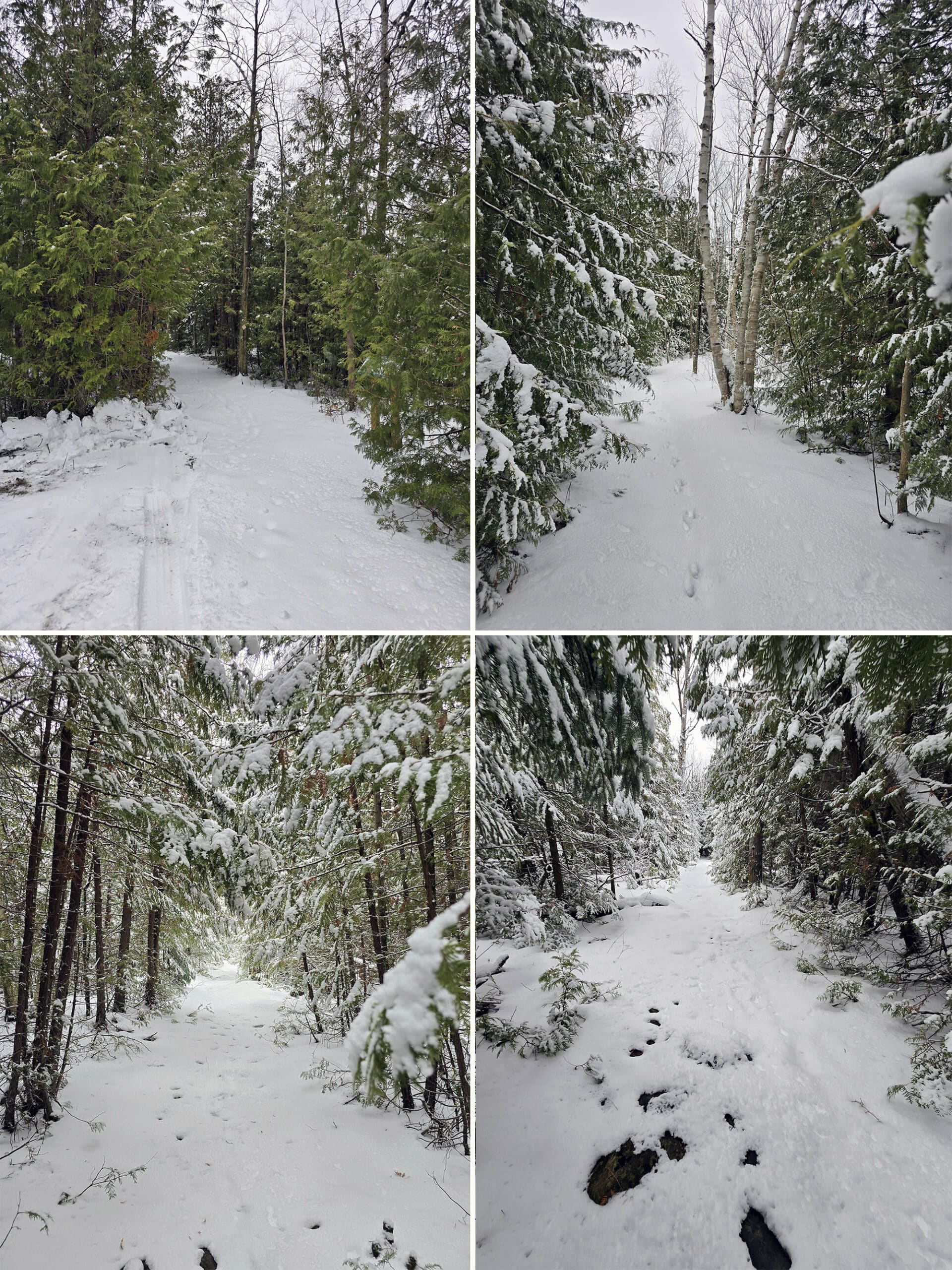 4 part image showing various views along the Lakeridge Trail at MacGregor Point Provincial Park.