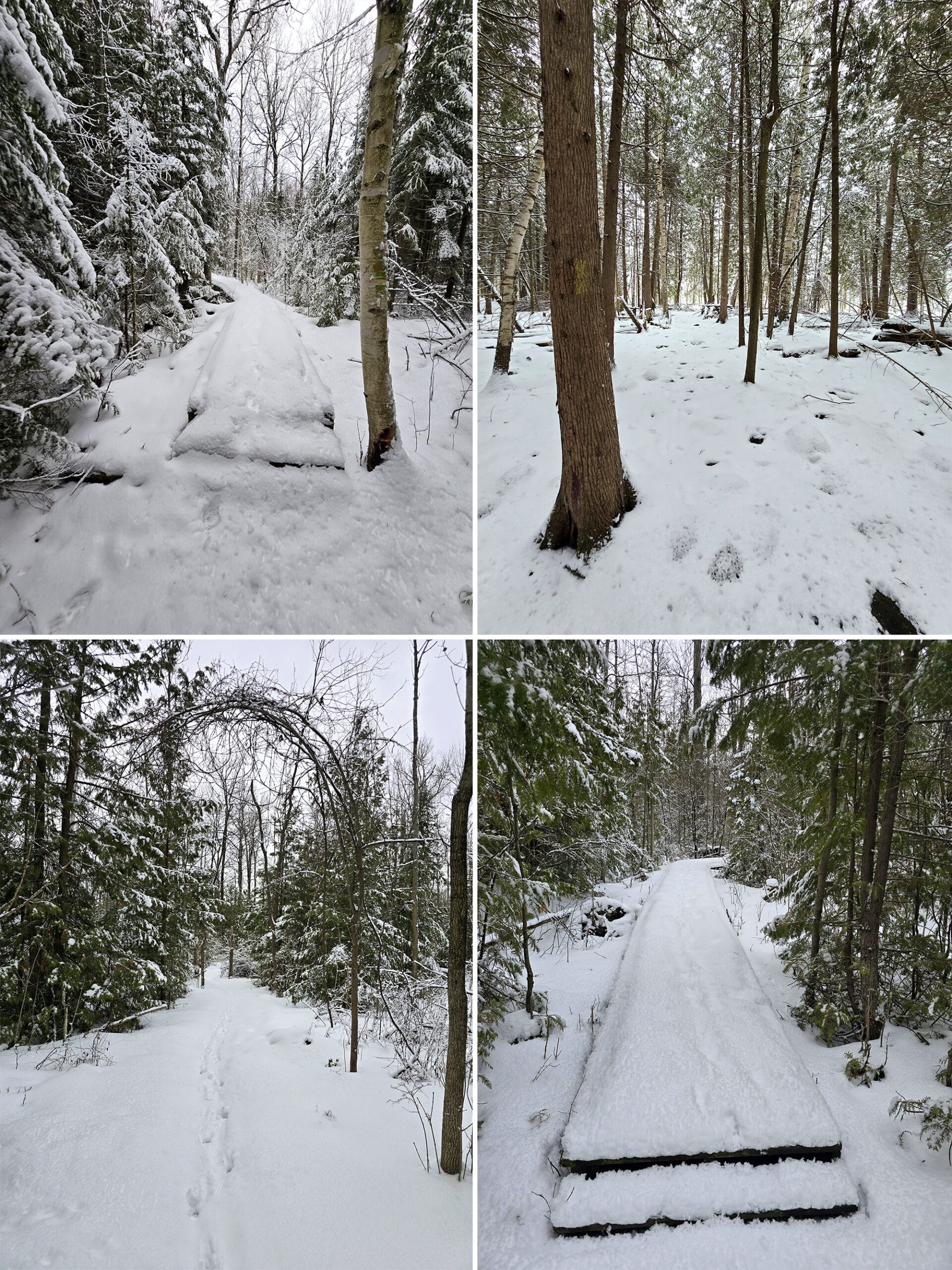 4 part image showing various views along the Lake Ridge Trail at MacGregor Point Provincial Park.