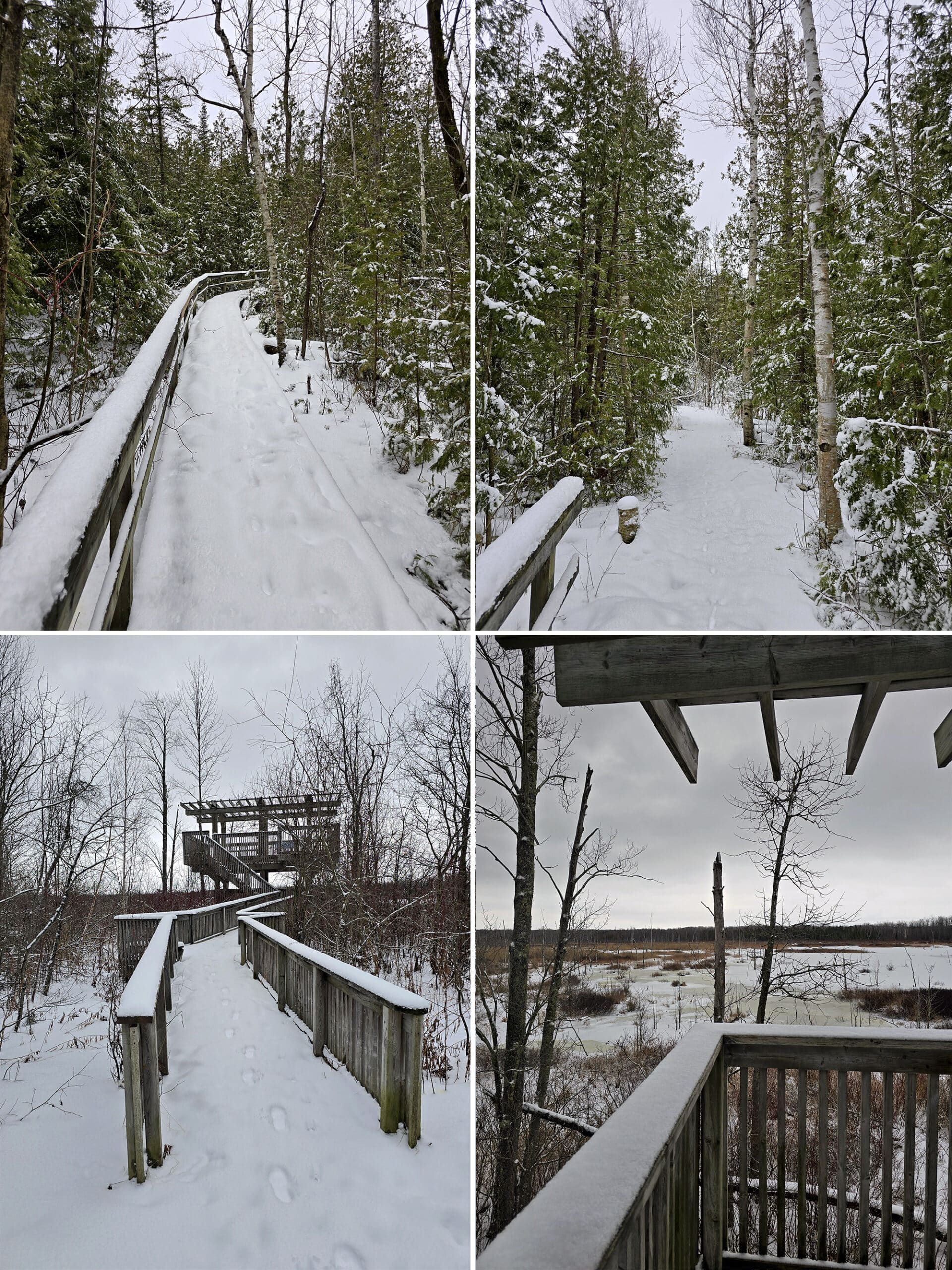 4 part image showing various views along the Tower Trail at MacGregor Point Provincial Park.