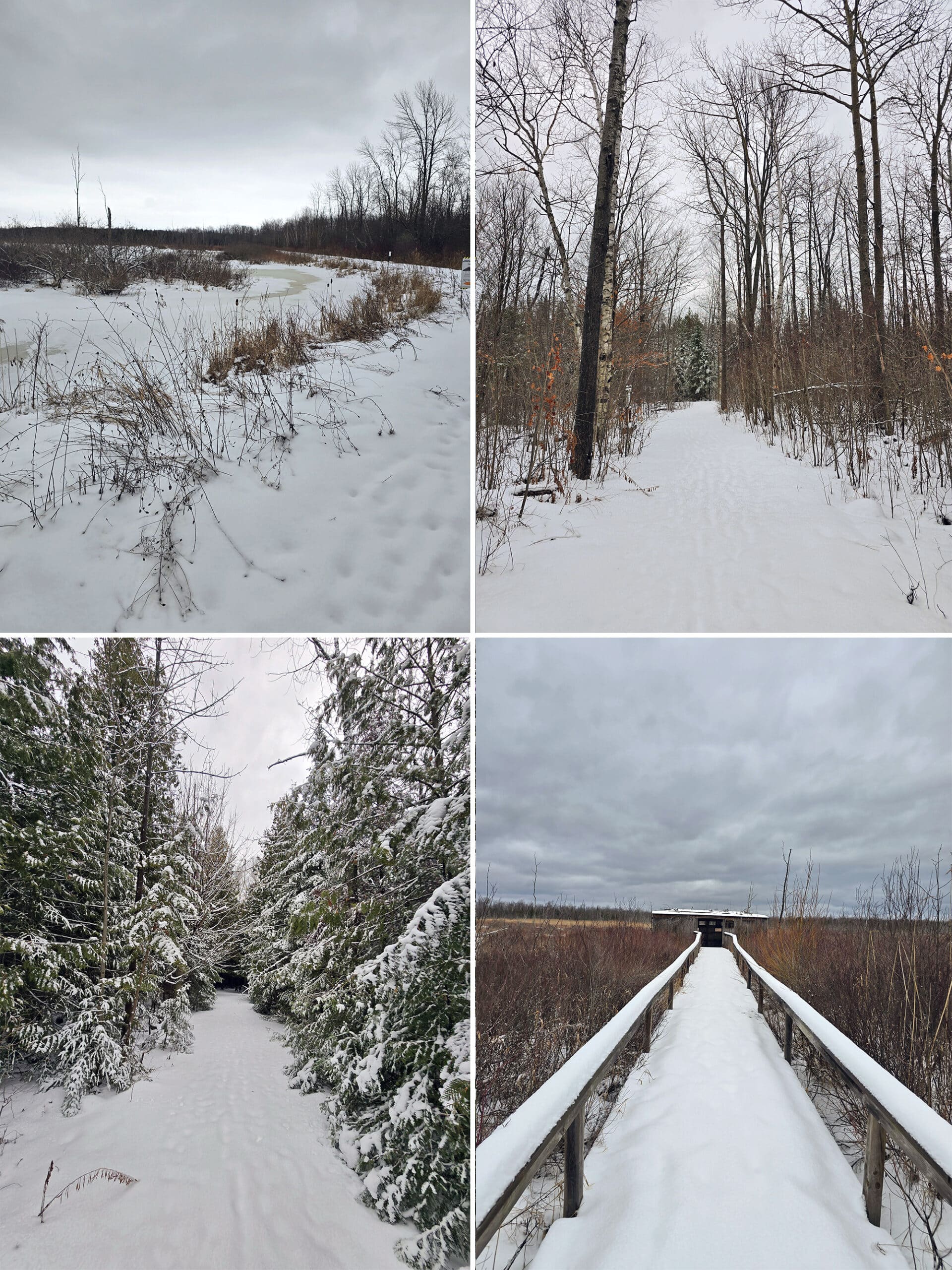 4 part image showing various views along the Tower Trail at MacGregor Point Provincial Park.