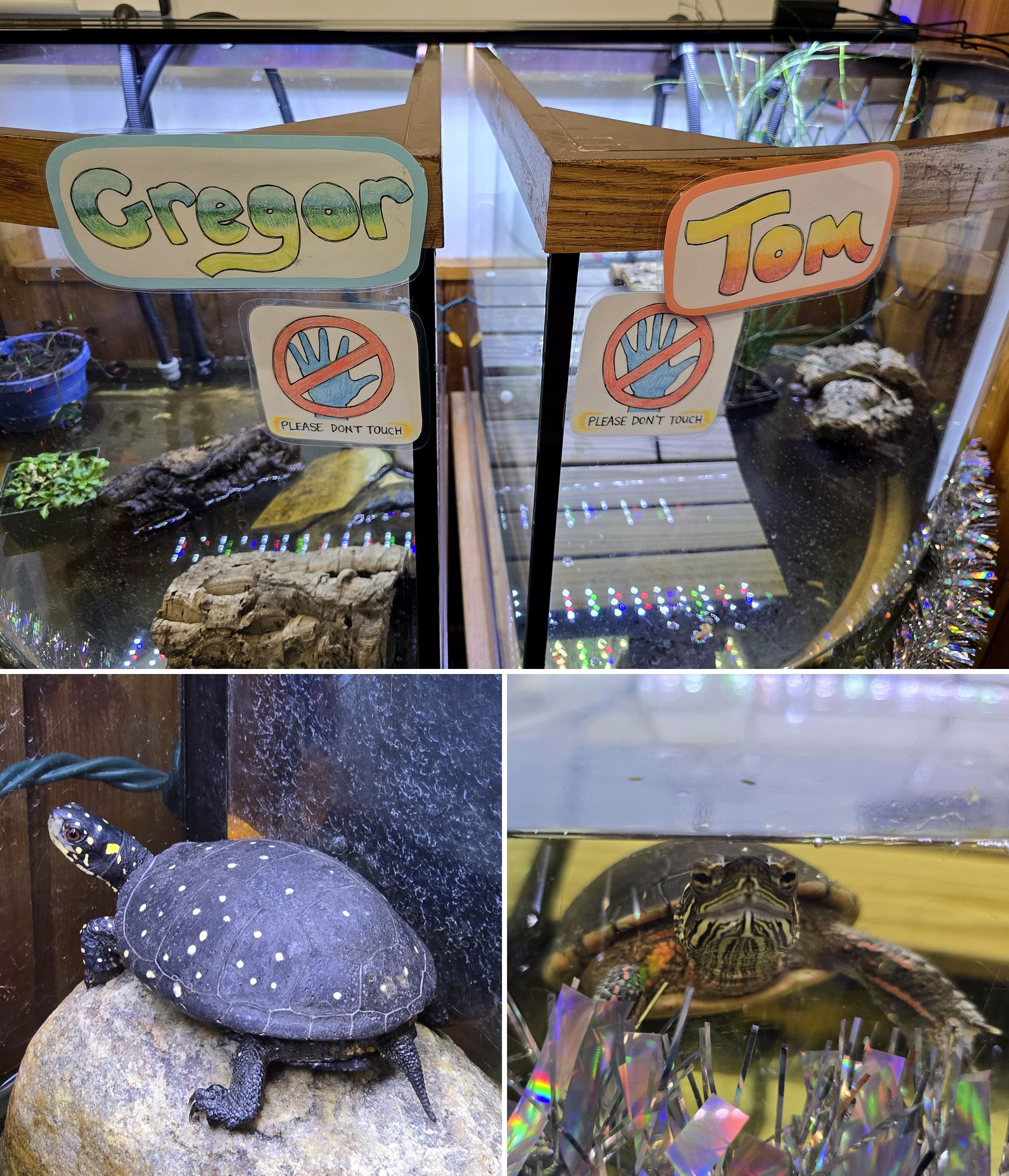 3 part image showing a close up of a turtle aquarium, along with a painted turtle and a spotted turtle.