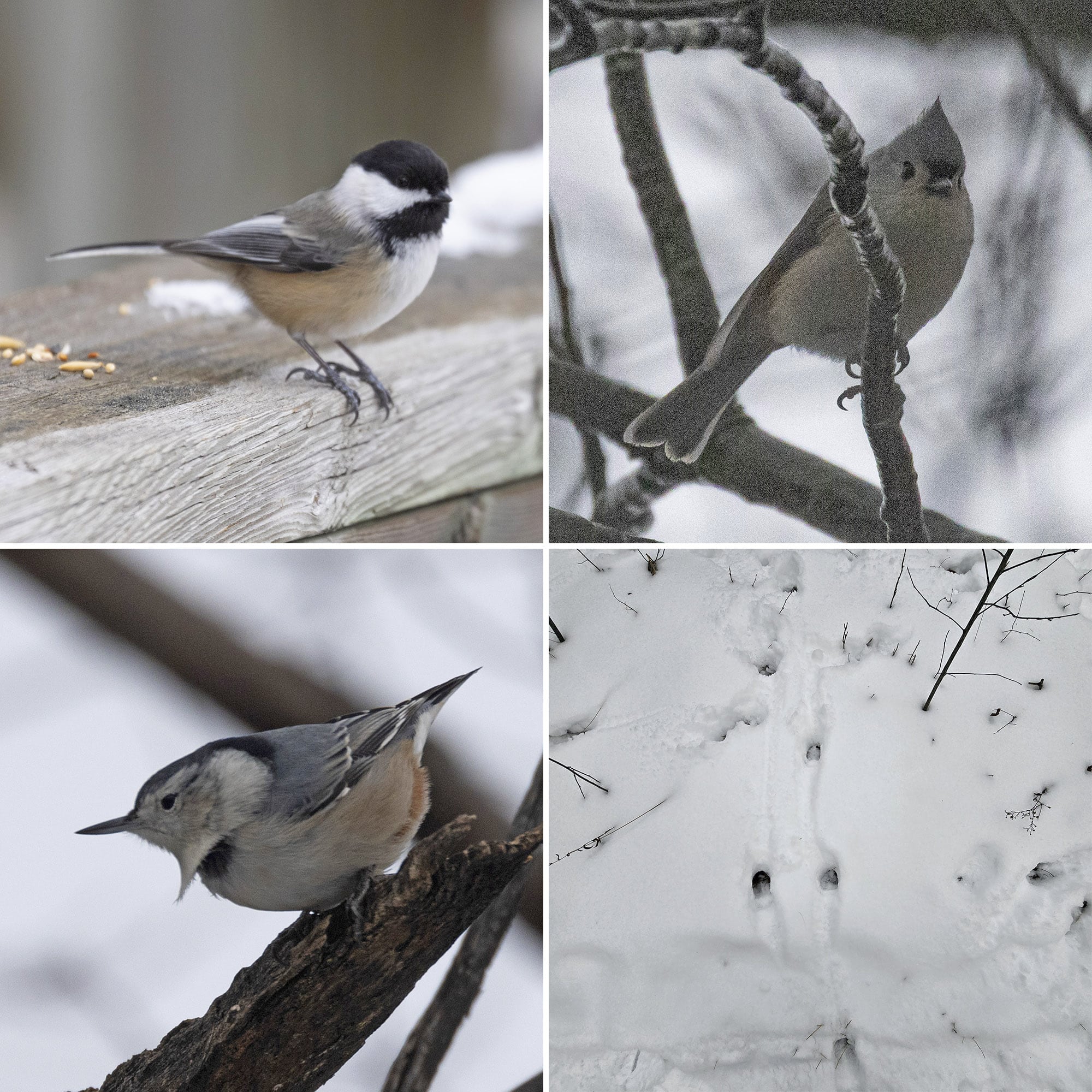 4 part image showing various birds and some deer tracks in the snow.