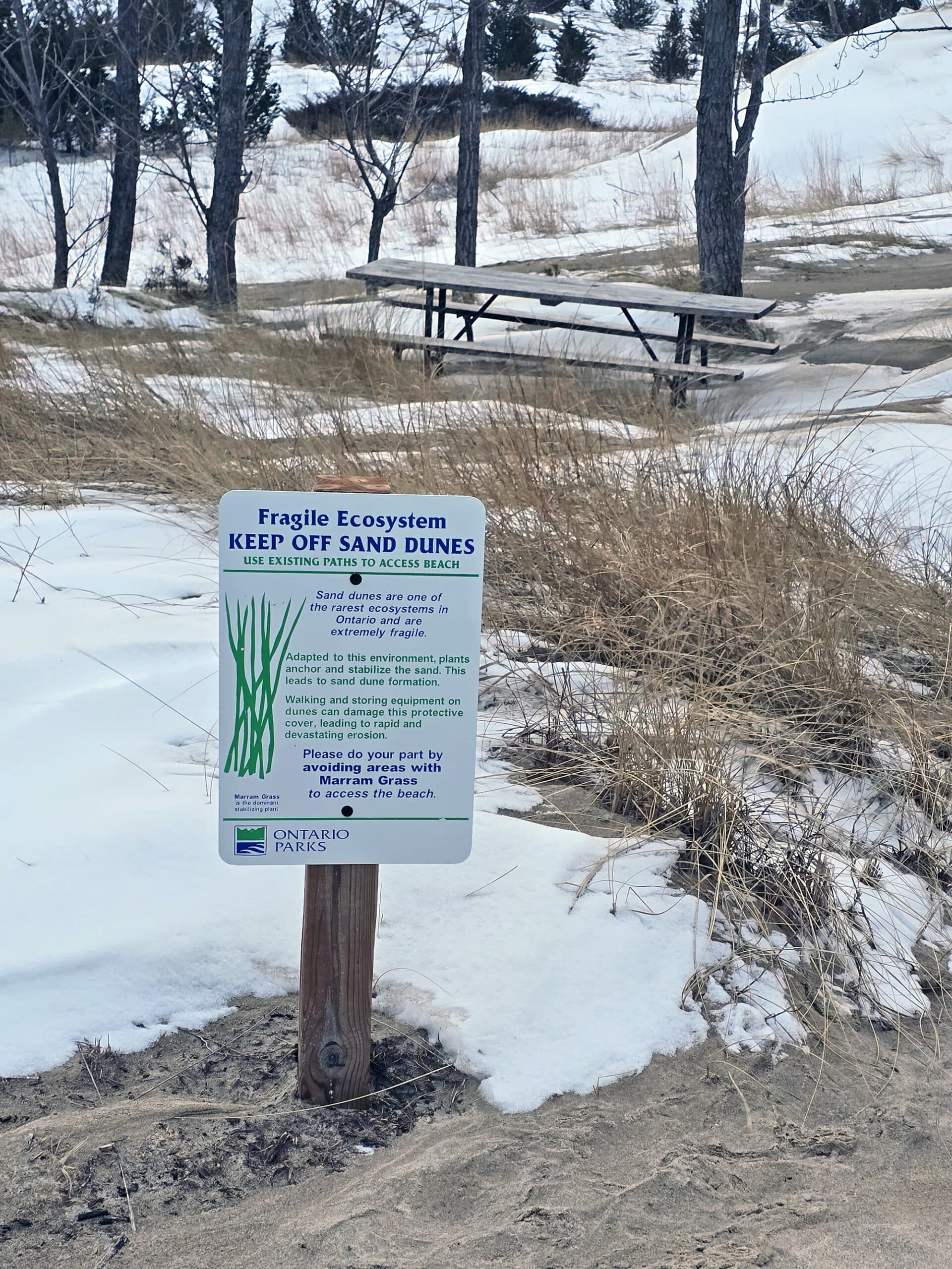 A sign telling people to stay off the sand dunes, in front of a picnic table in the dunes.