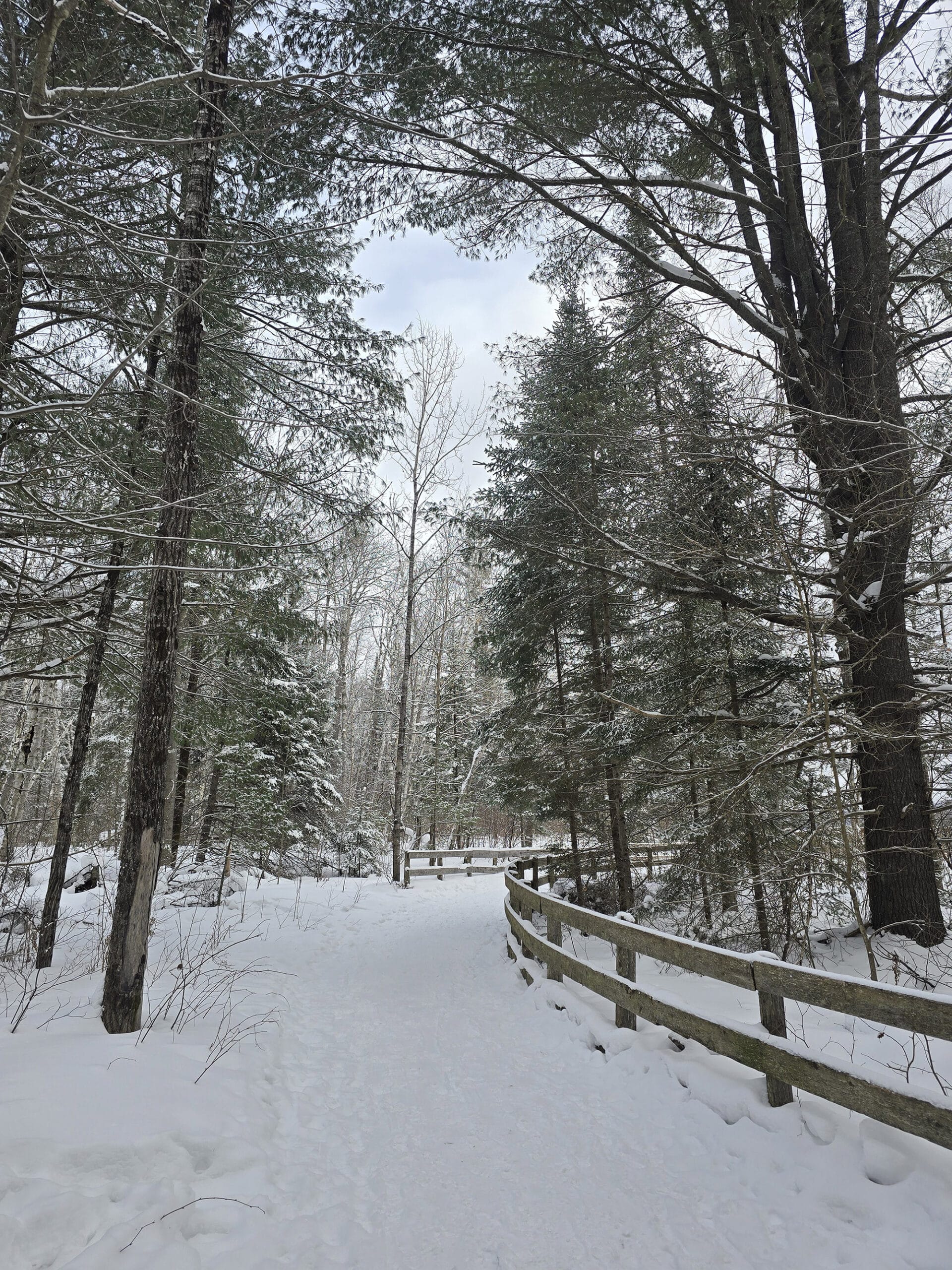 A winter trail through the woods at arrowhead provincial park.