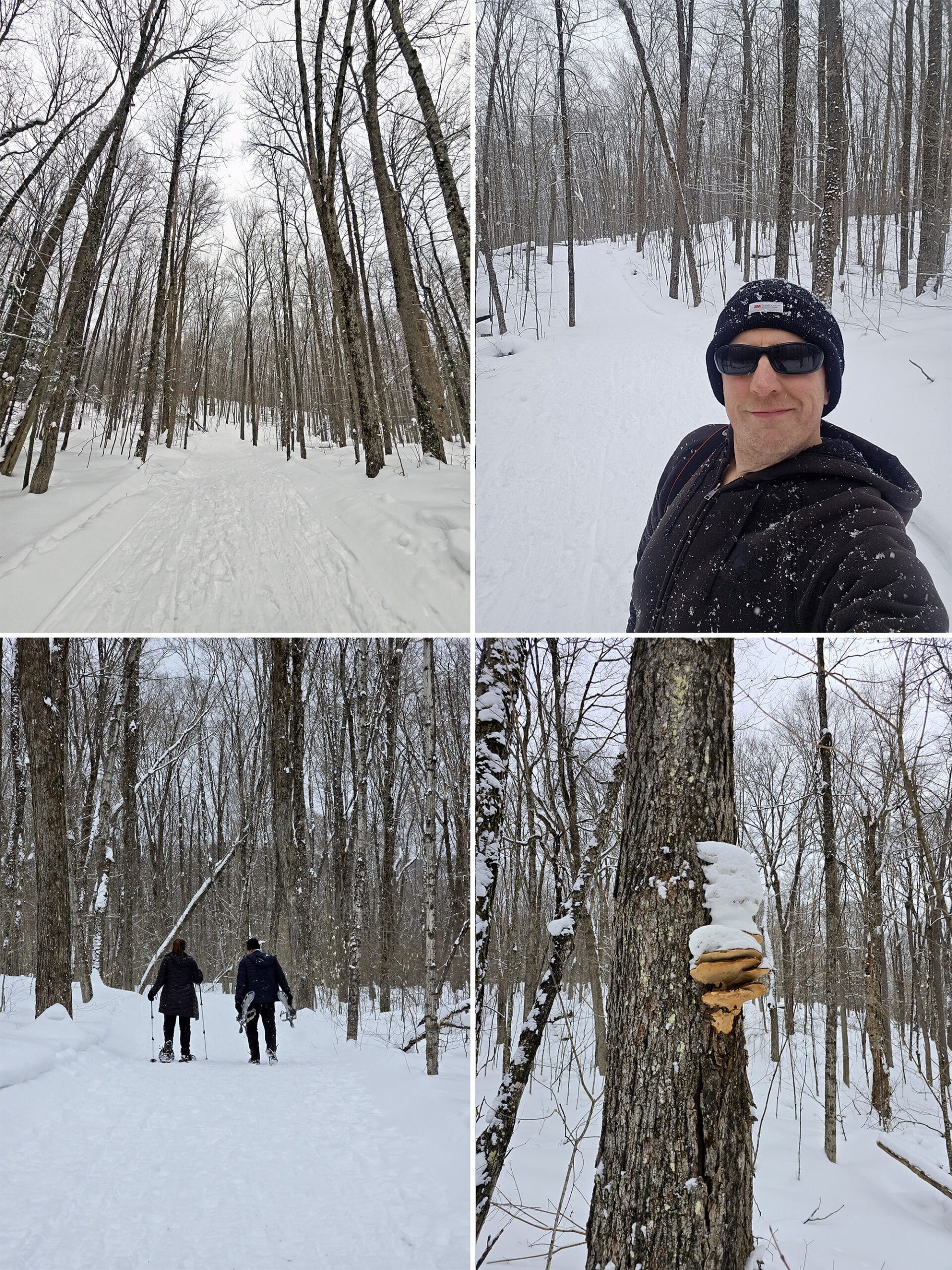 4 part image showing various views along the Lookout classic trail at arrowhead provincial park.