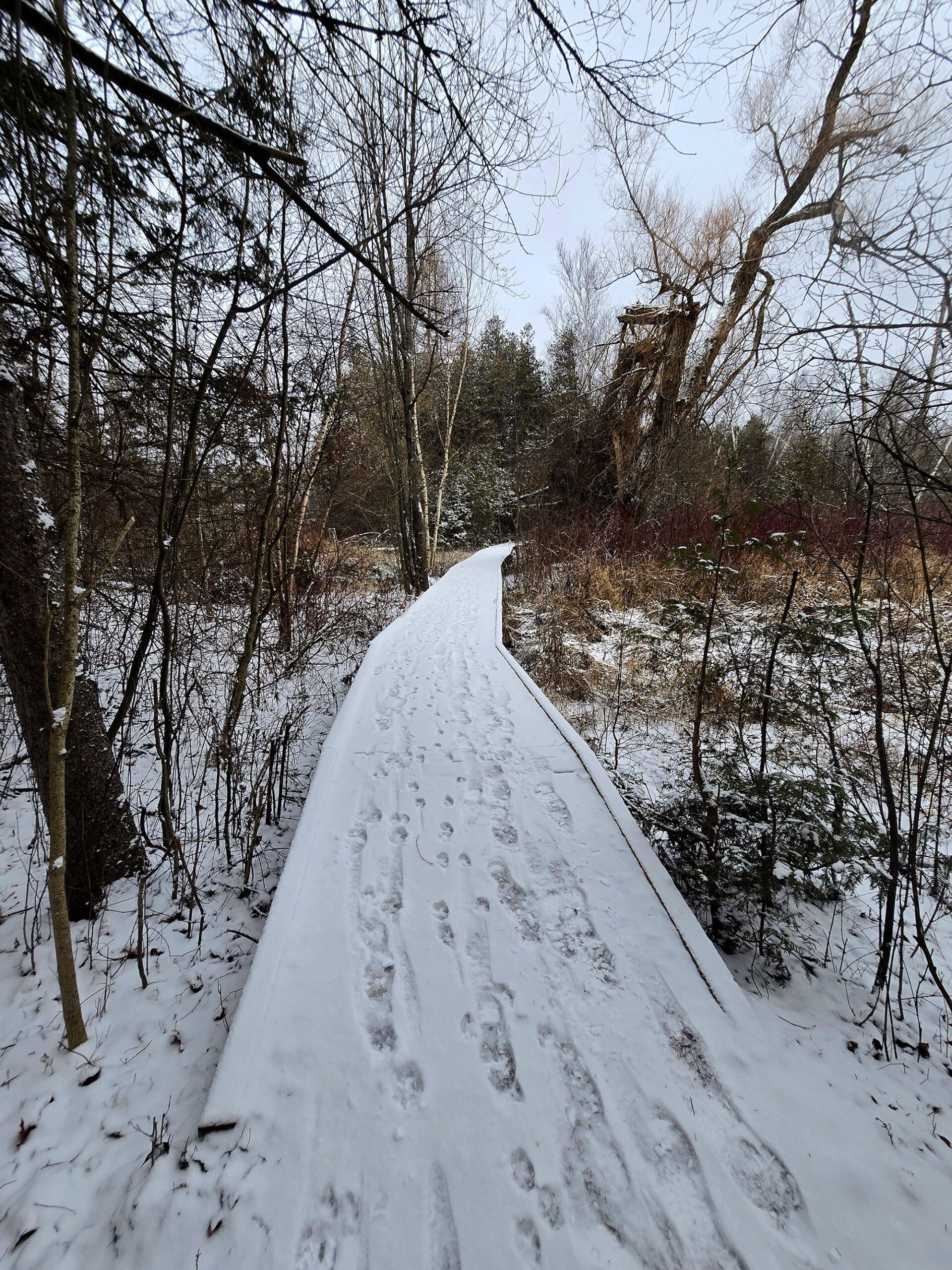 A wooden boardwalk through some winter trees.