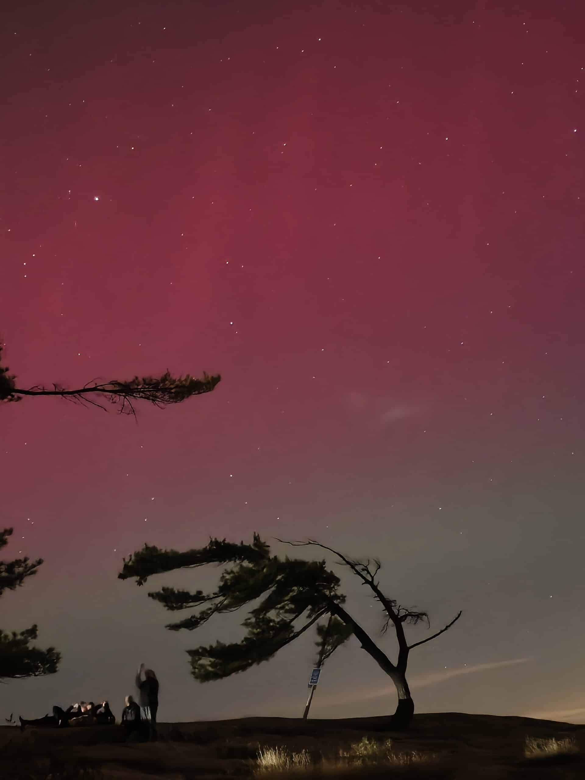 Pink and green northern lights behind the killbear tree.