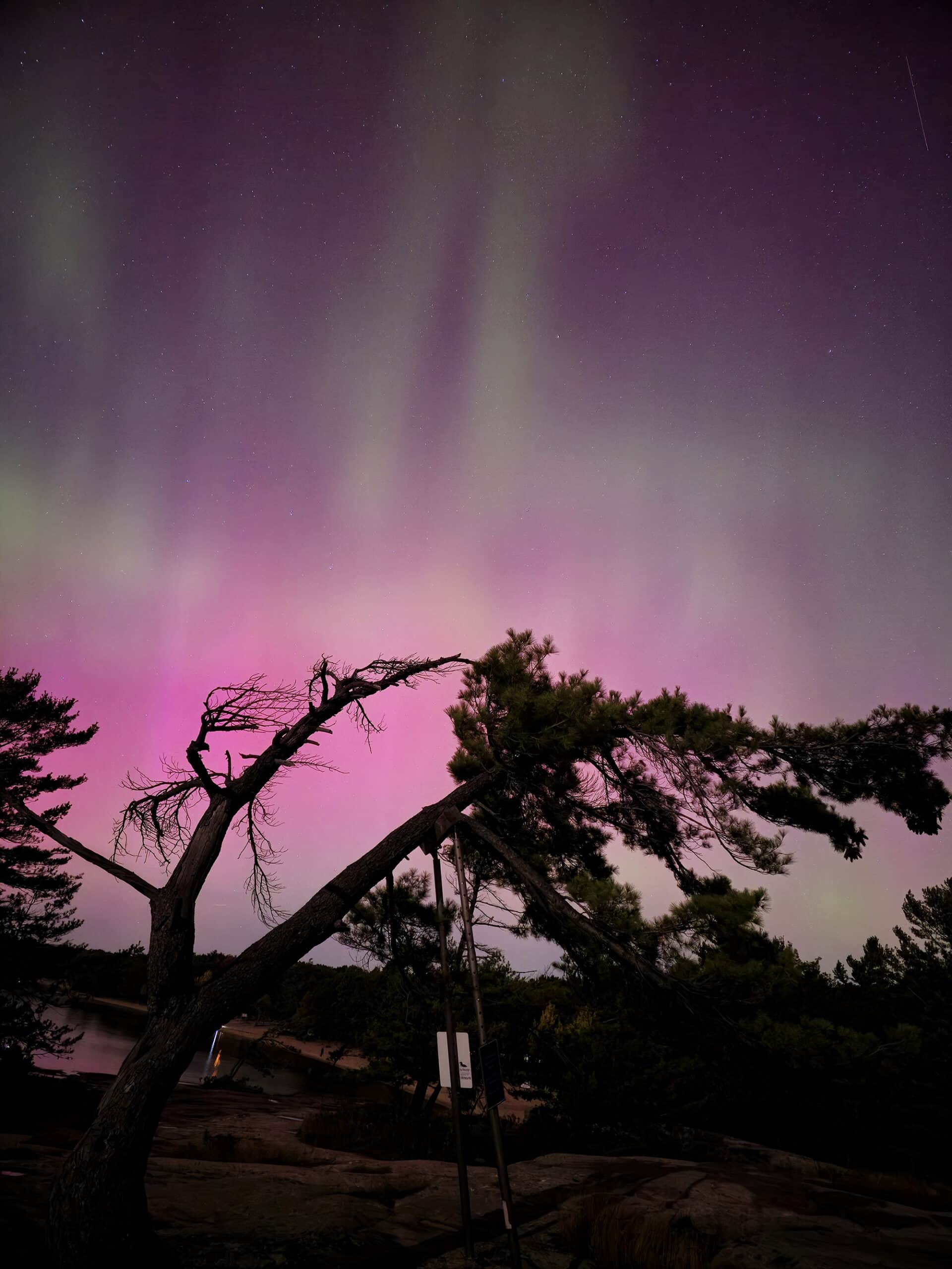 Pink, green, and purple northern lights over the famous killbear tree.