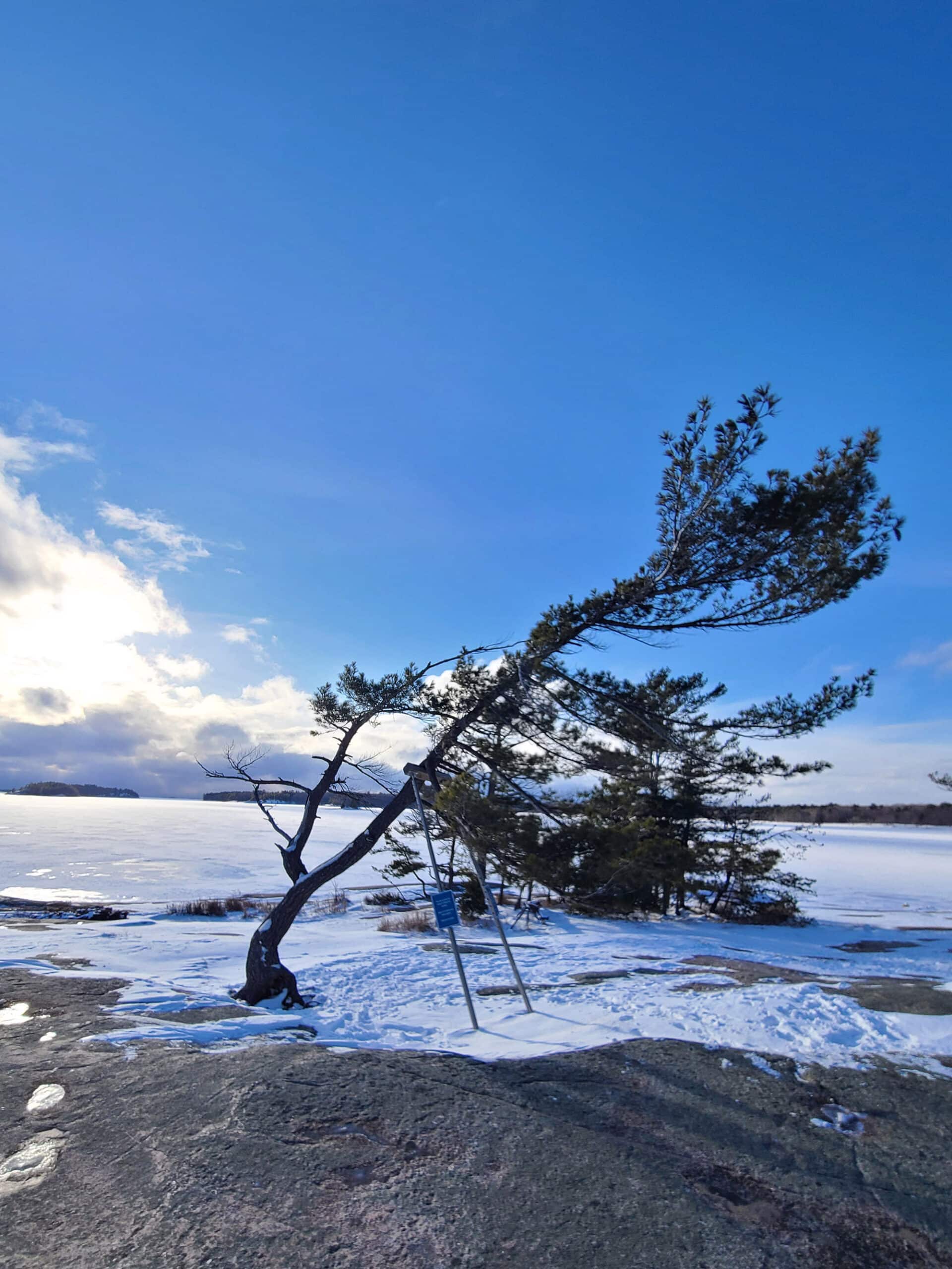 A windswept tree on a rock at Killbear Provincial park in the winter.