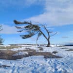 The famous Killbear wind swept tree in winter.