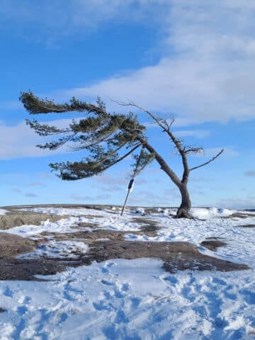 The famous Killbear wind swept tree in winter.