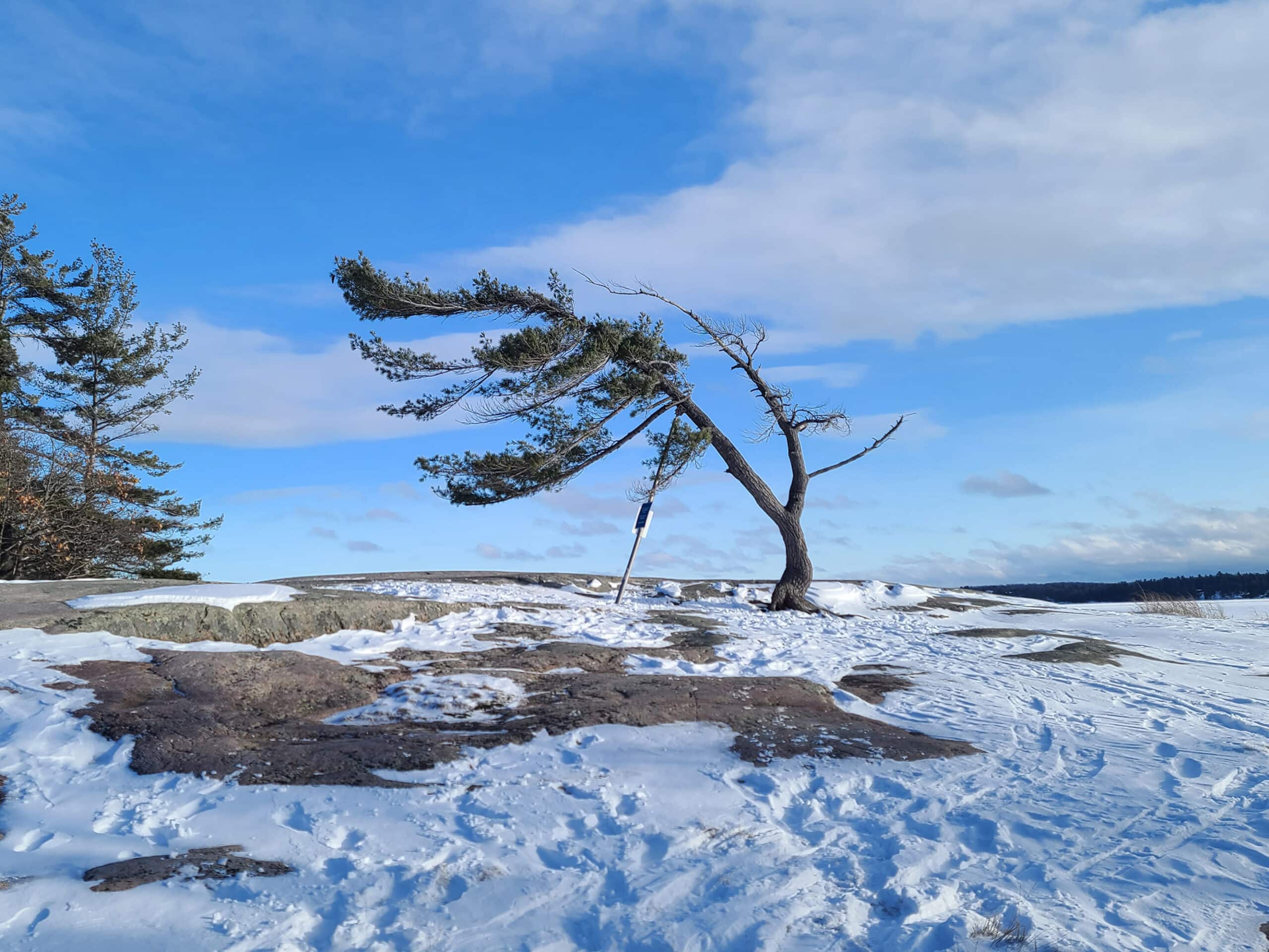 The famous Killbear wind swept tree in winter.