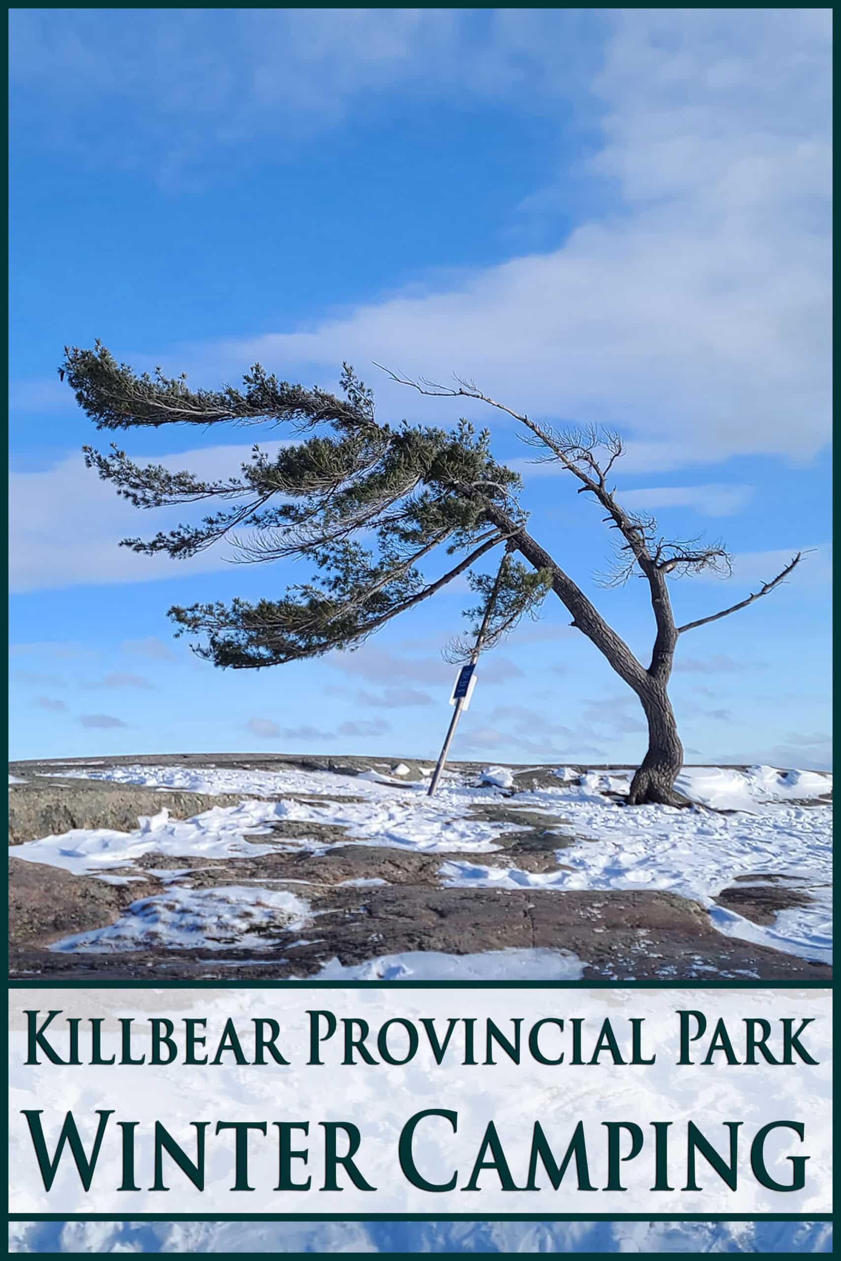 The famous killbear windswept tree in the snow. Overlaid text says killbear provincial park winter camping.