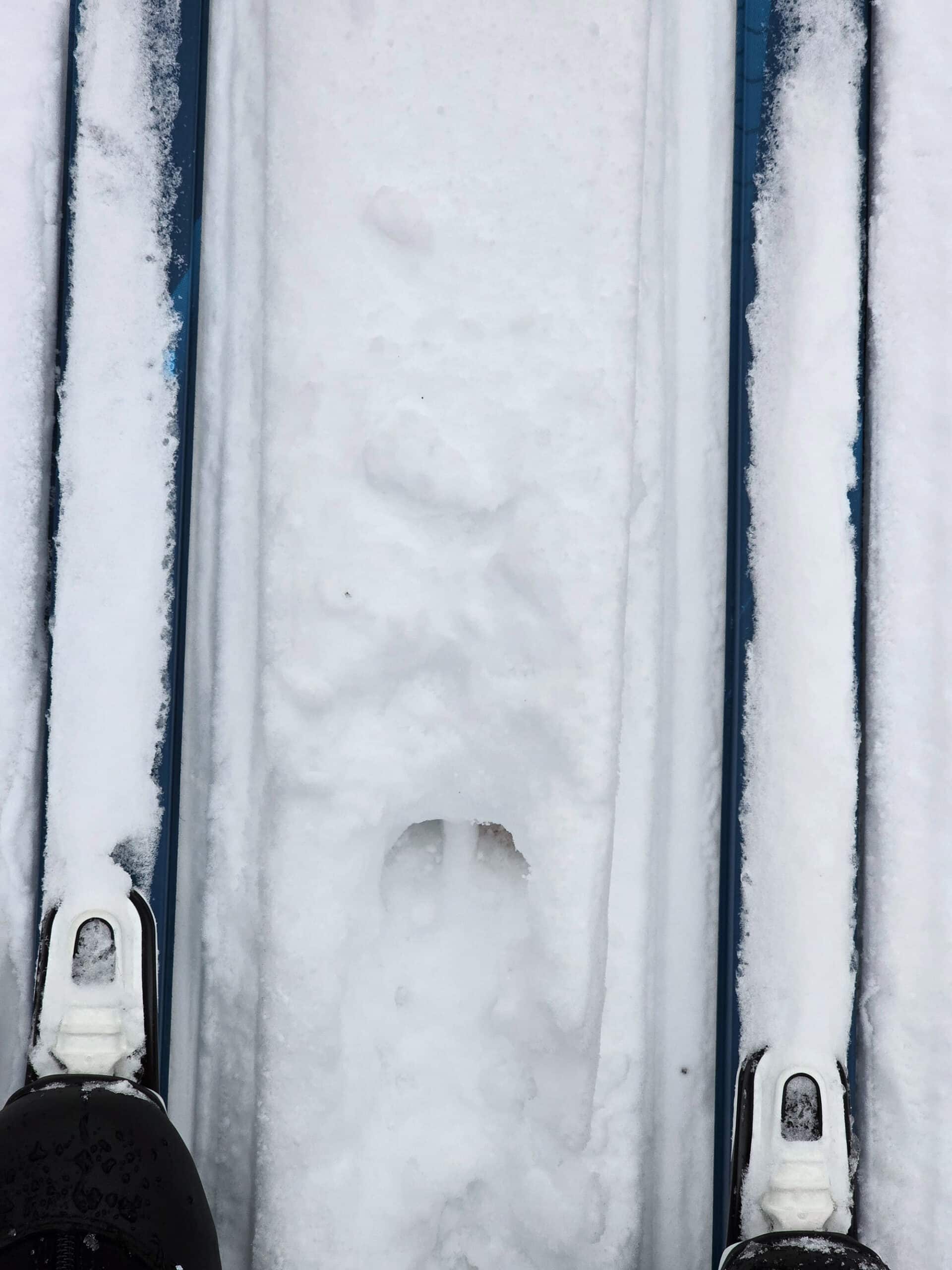 Two skis on a ski trail, with a clear deer hoof print in between them.