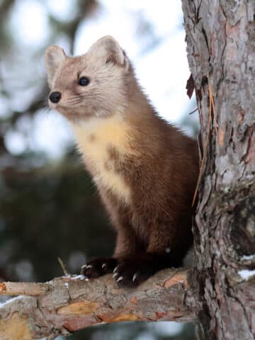 A pine marten in a tree, looking off into the distance.