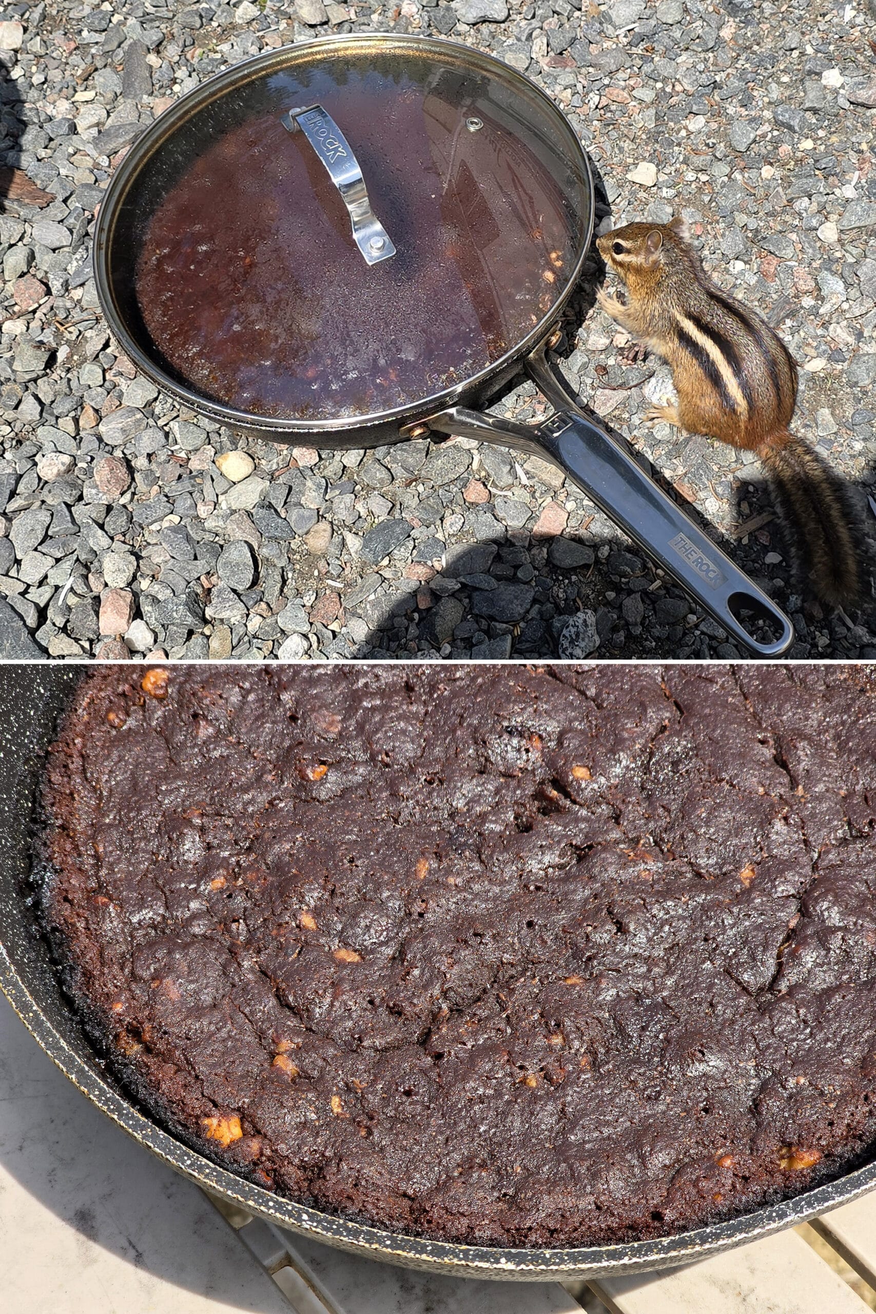2 part image showing the covered pan of brownies on gravel, with a chipmunk visiting.