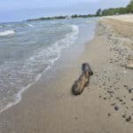 A sandy beach at North Beach Provincial Park.