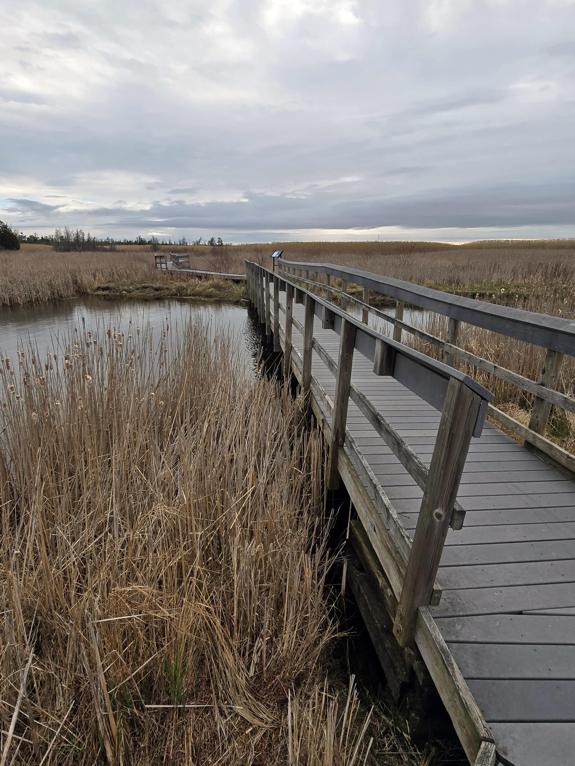 A wooden boardwalk over a marsh at Presqu’ile Provincial Park.