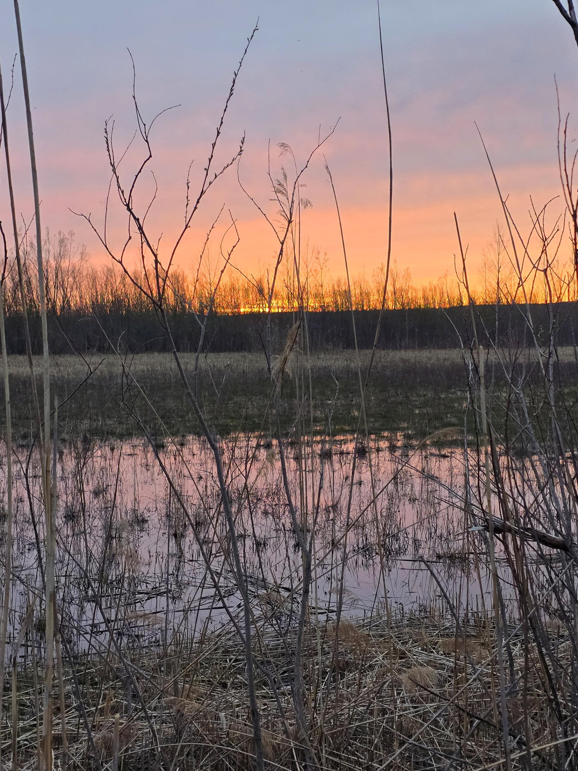 A bright pink and orange sunset over a marsh at Presqu’ile Provincial Park.