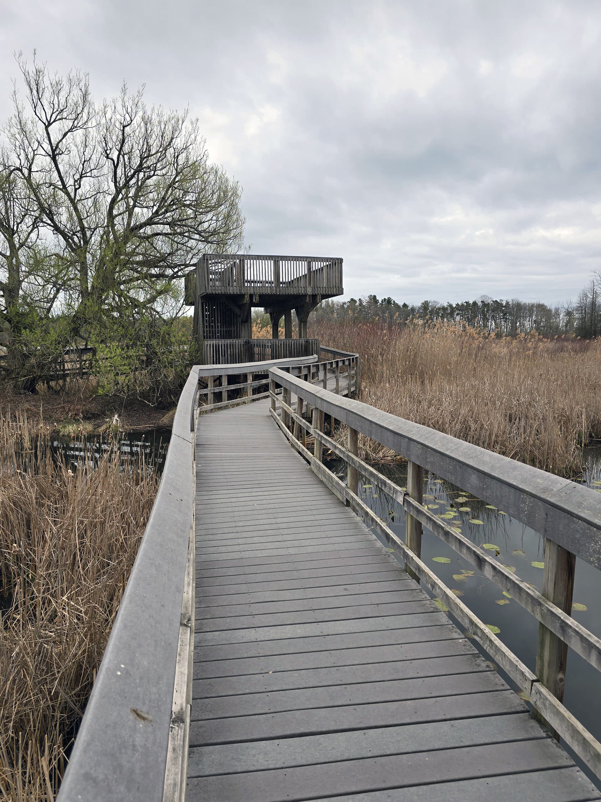 A wooden boardwalk and tower over a marsh at Presqu’ile Provincial Park.