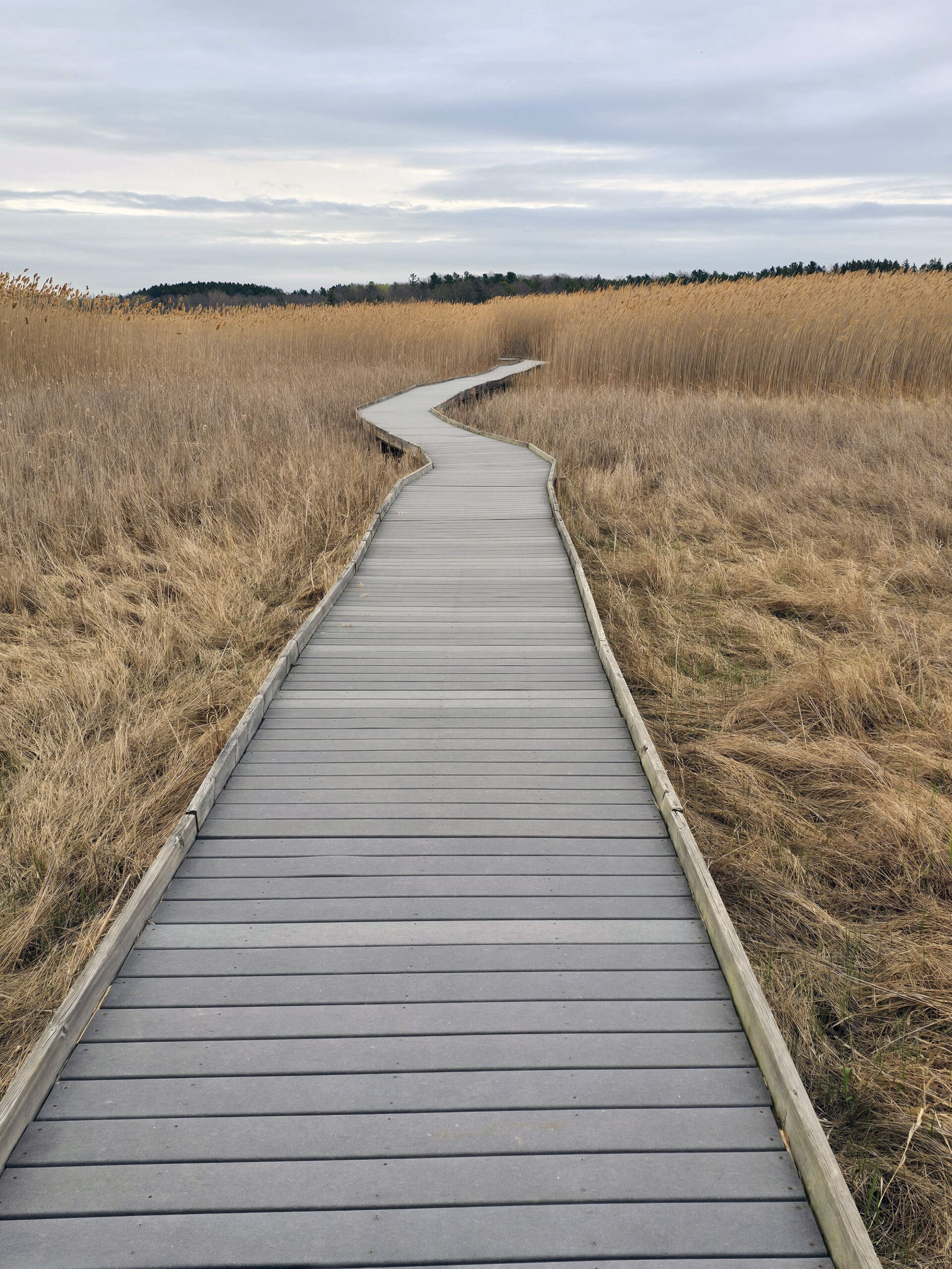A wooden boardwalk over a marsh at Presqu’ile Provincial Park.