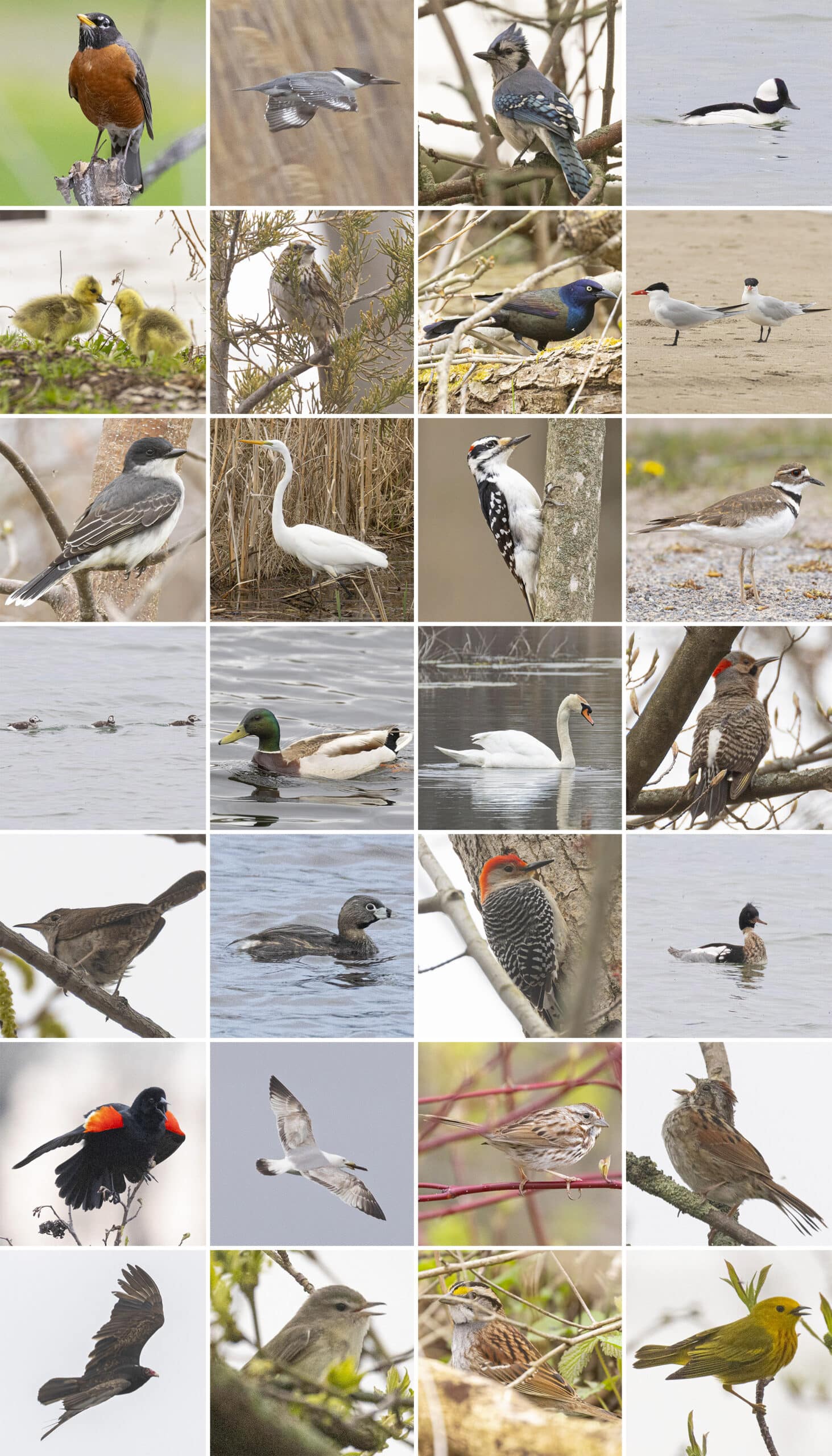 28 part image showing the various birds listed in the caption.