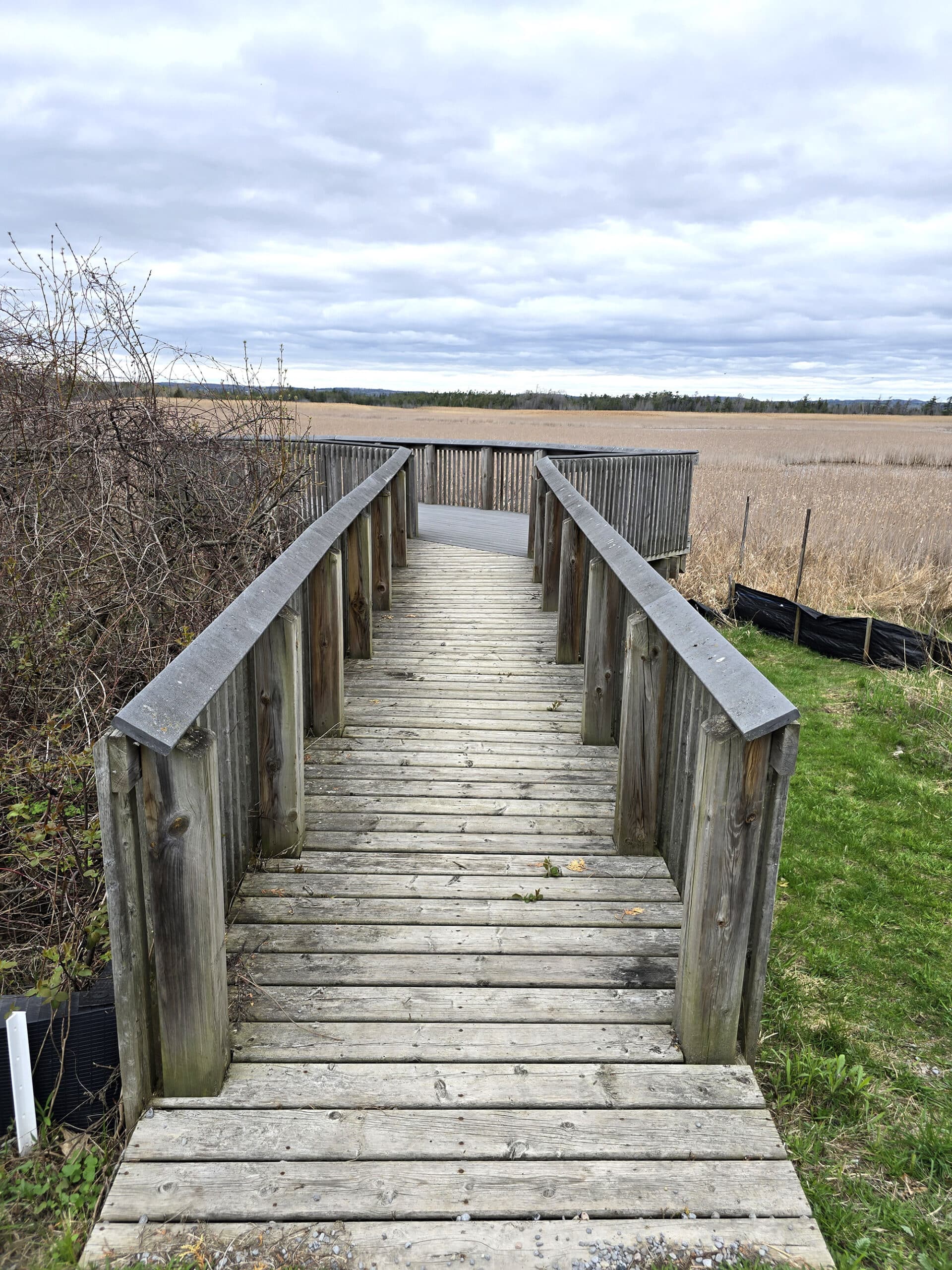 A wooden ramp and deck overlooking a marshy area at Presqu’ile Provincial Park.