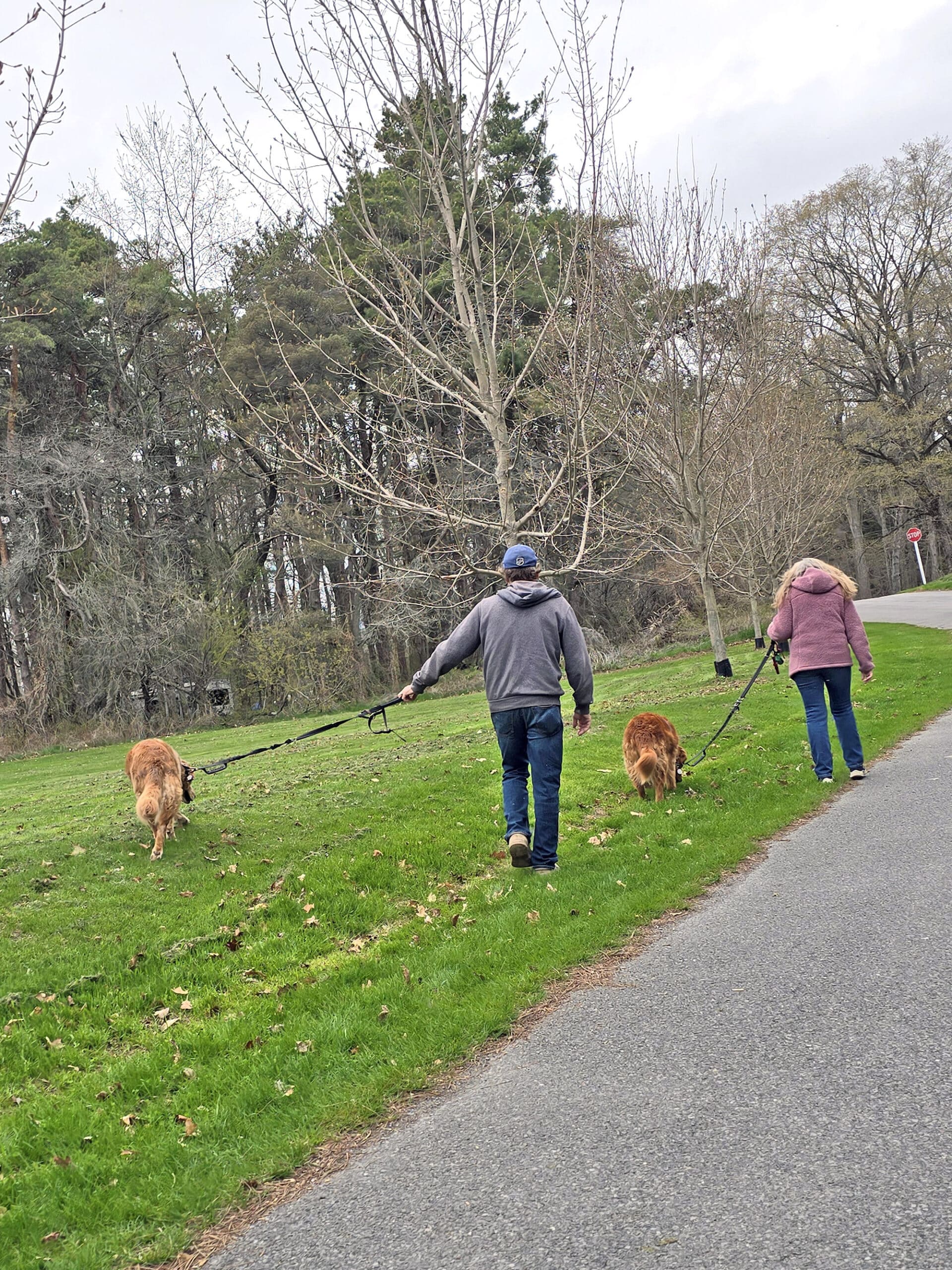 2 people walking Golden Retrievers on the side of a road.