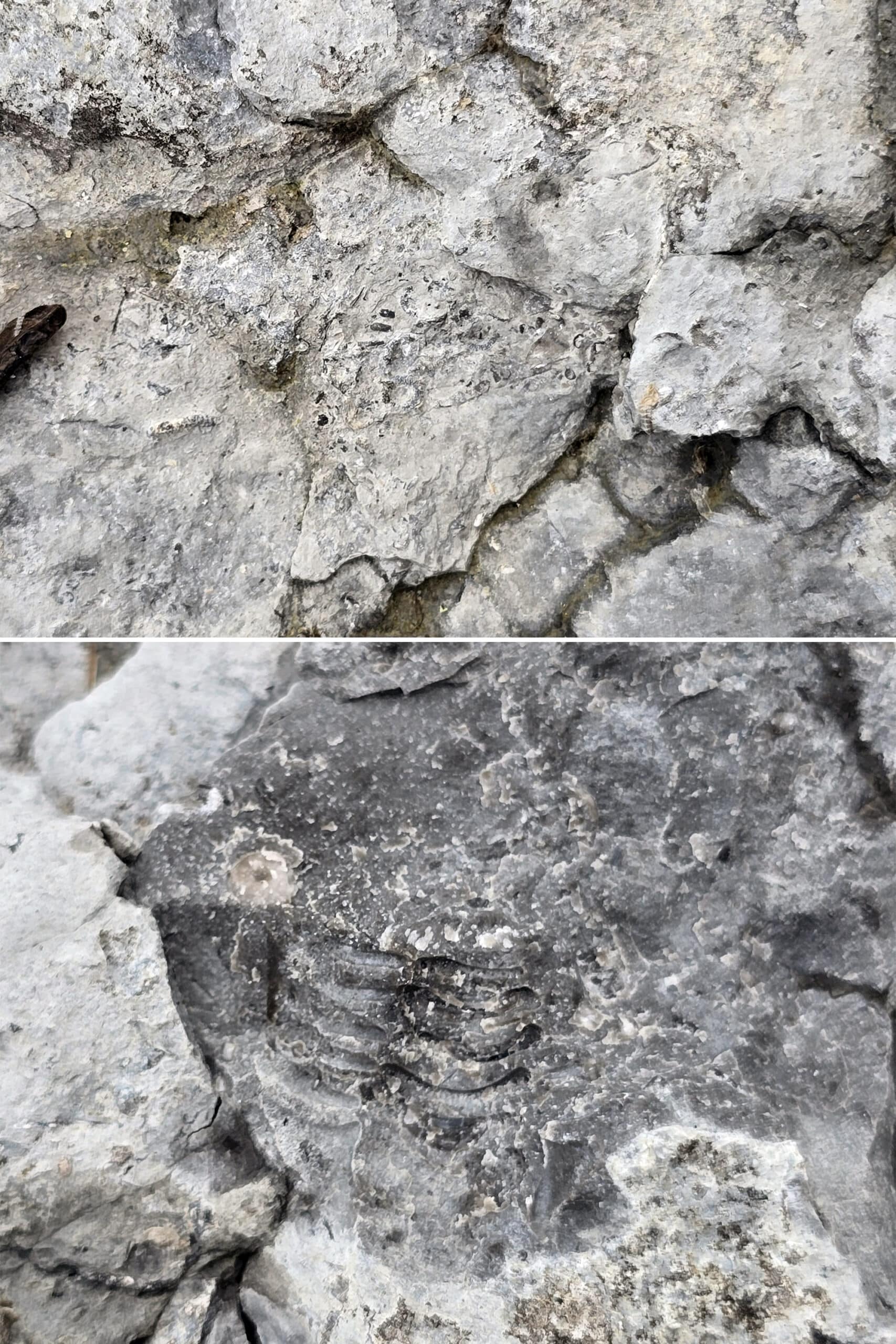 2 part image showing rough rock with fossils in them.