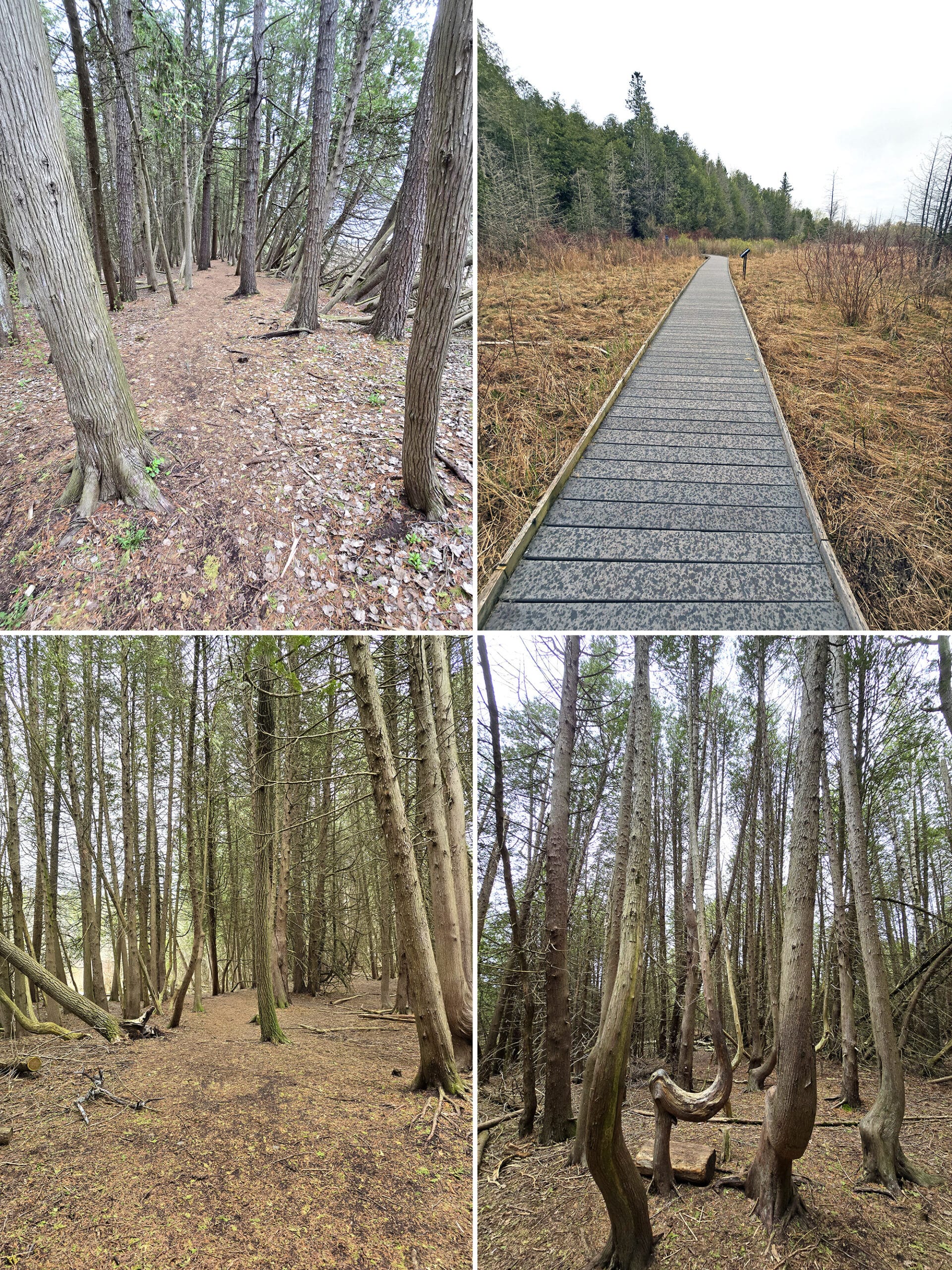 4 part image showing various views along the Marsh Trail at Presqu’ile Provincial Park.