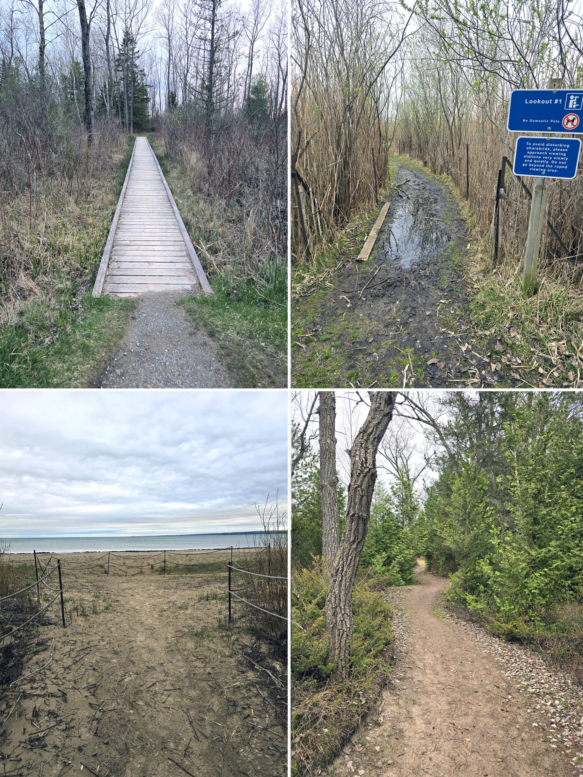 4 part image showing various views along the Owen Point Trail at Presqu’ile Provincial Park.