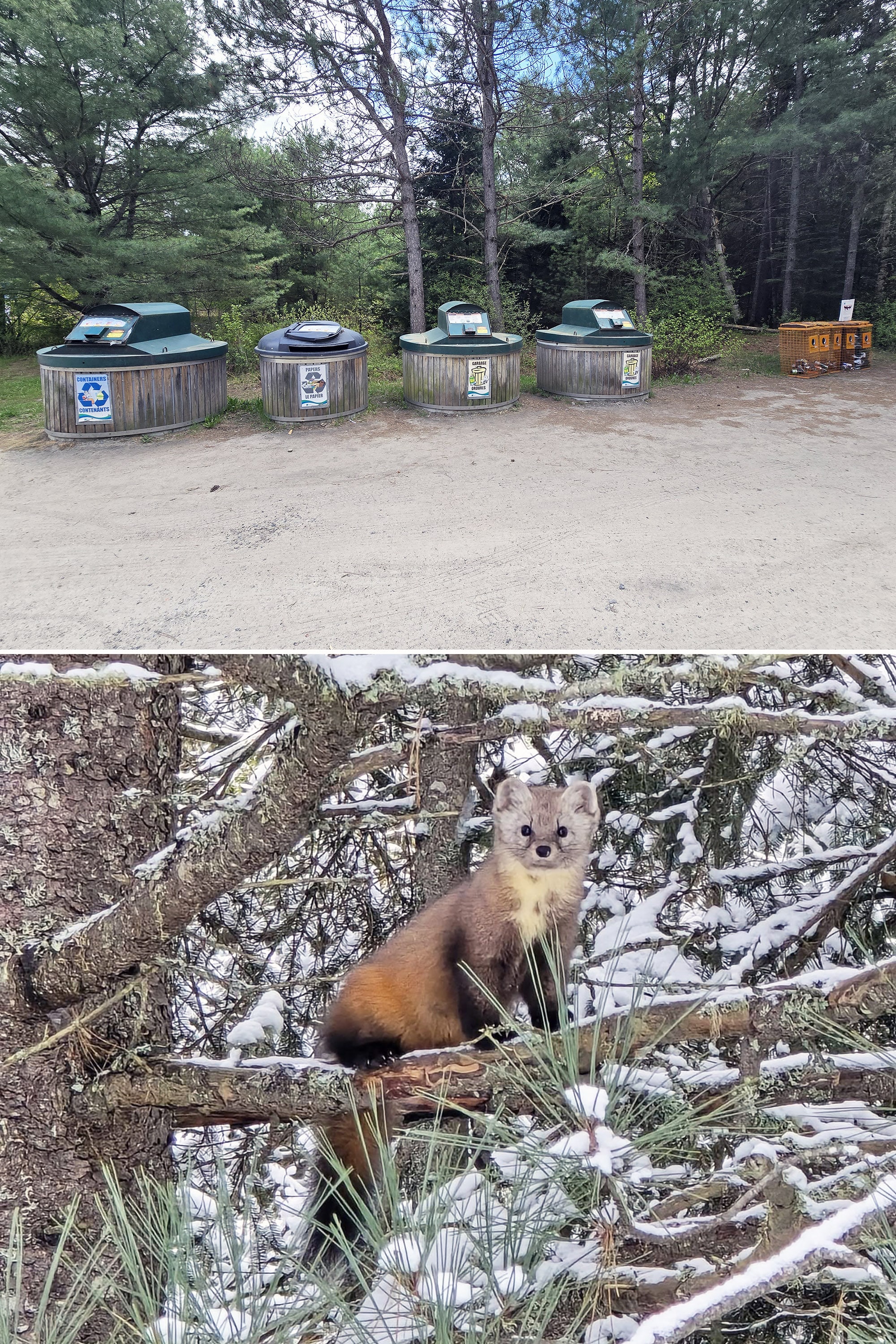 2 part image showing a row of garbage and recycling containers, with a photo of a pine marten in a tree.