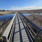 A boardwalk extending over marsh at Presqu’ile Provincial Park.