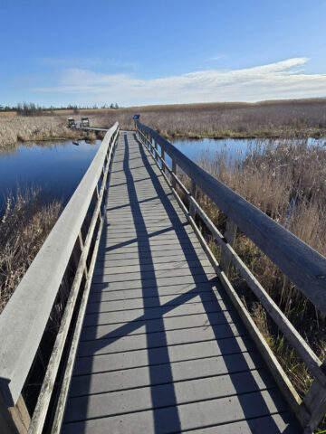 A boardwalk extending over marsh at Presqu’ile Provincial Park.