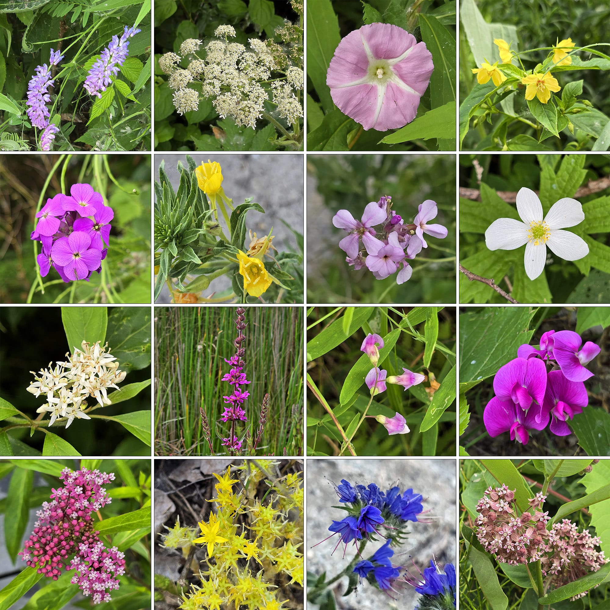 16 part image showing various wildflowers.