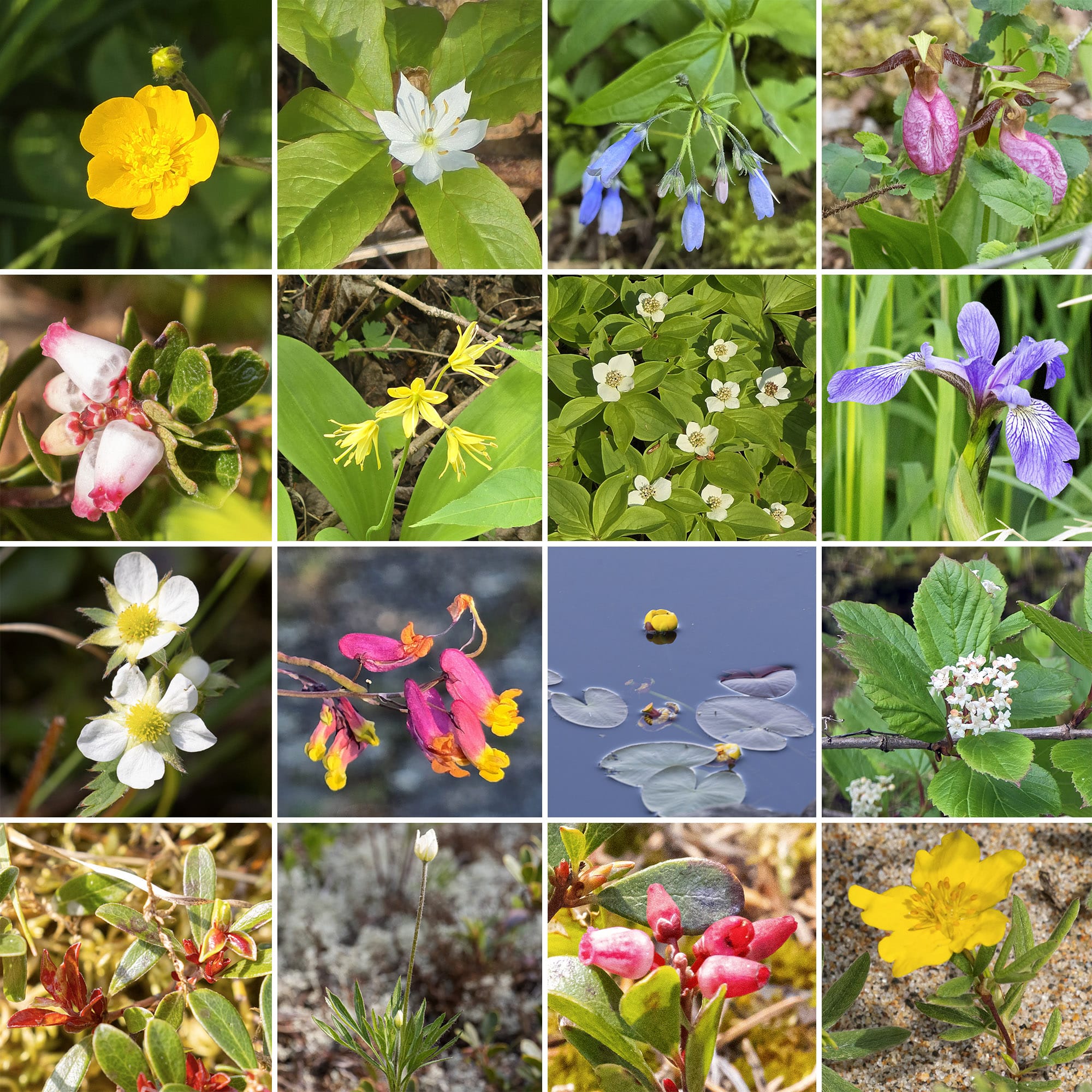 16 part image showing various boreal wild flowers.