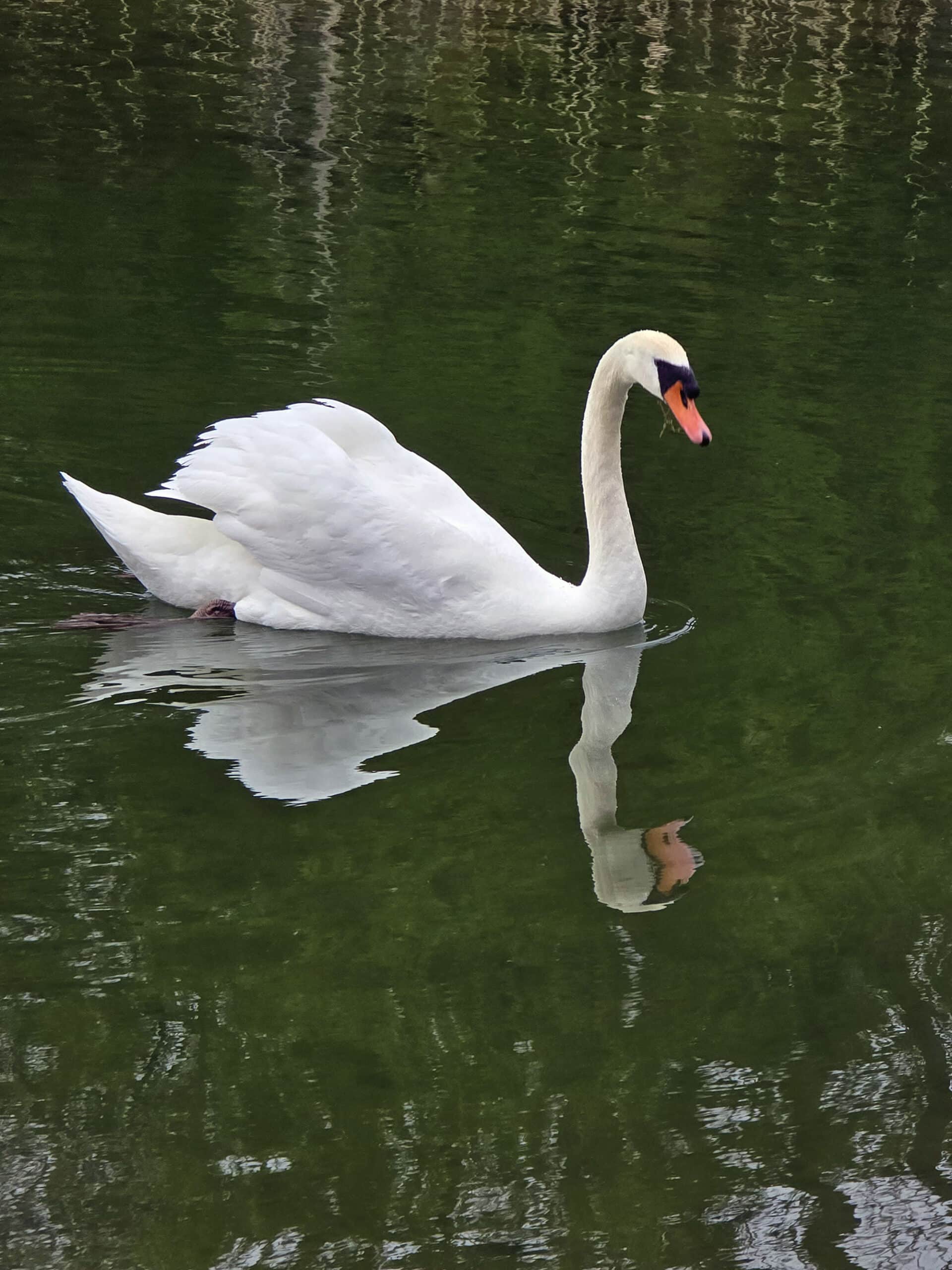A swan swimming on Outlet River.