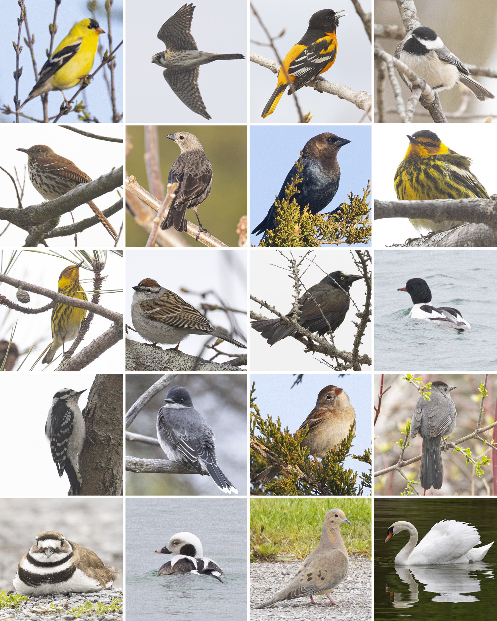 20 part image showing the various birds listed in the caption.